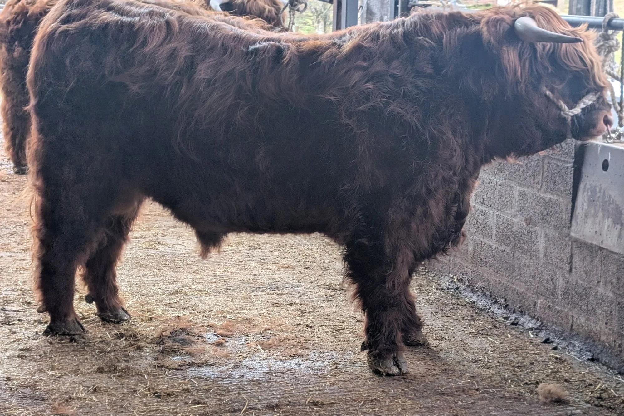 Lot 18 - Fingal 5th of Culfoich