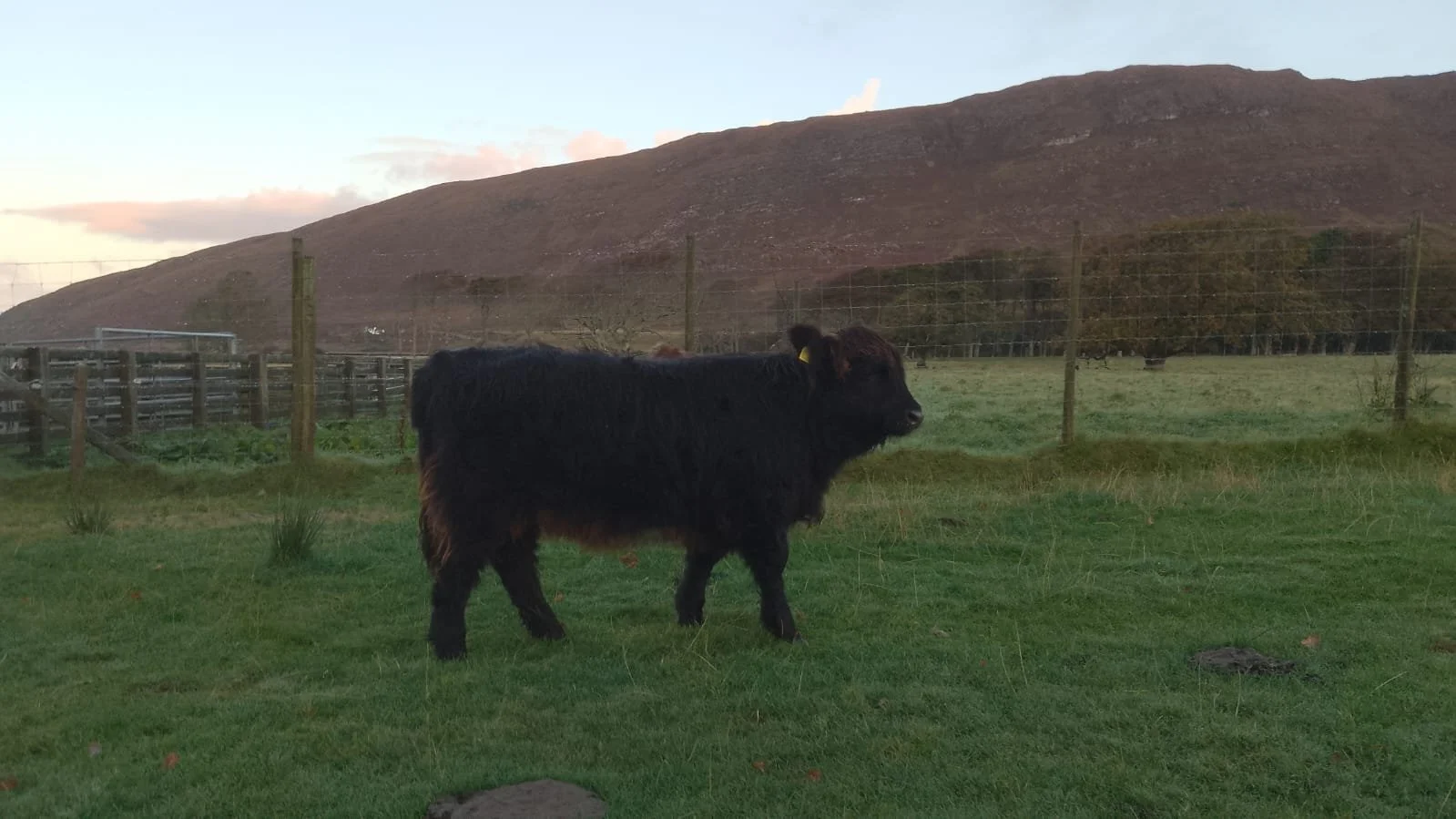 Lot 96 - Anna Dhubh of Applecross