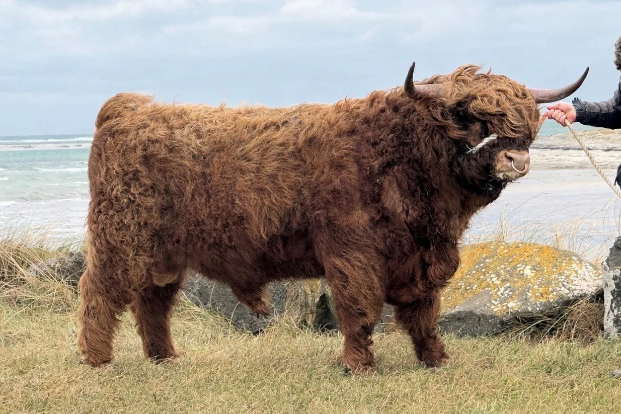 Lot 35 - Coinneach of Ardbhan