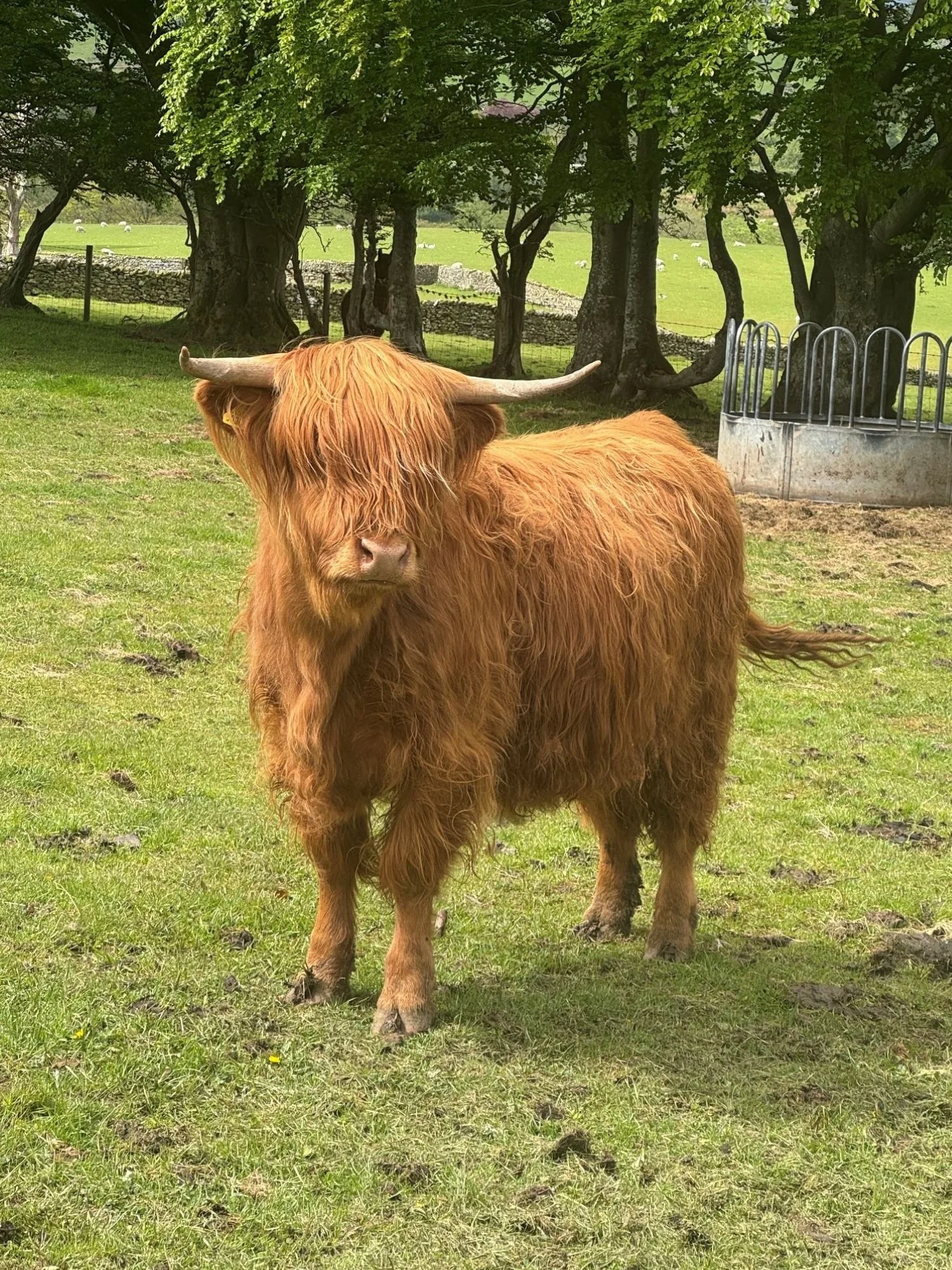 burns-fold-cattle-for-sale-6.jpg
