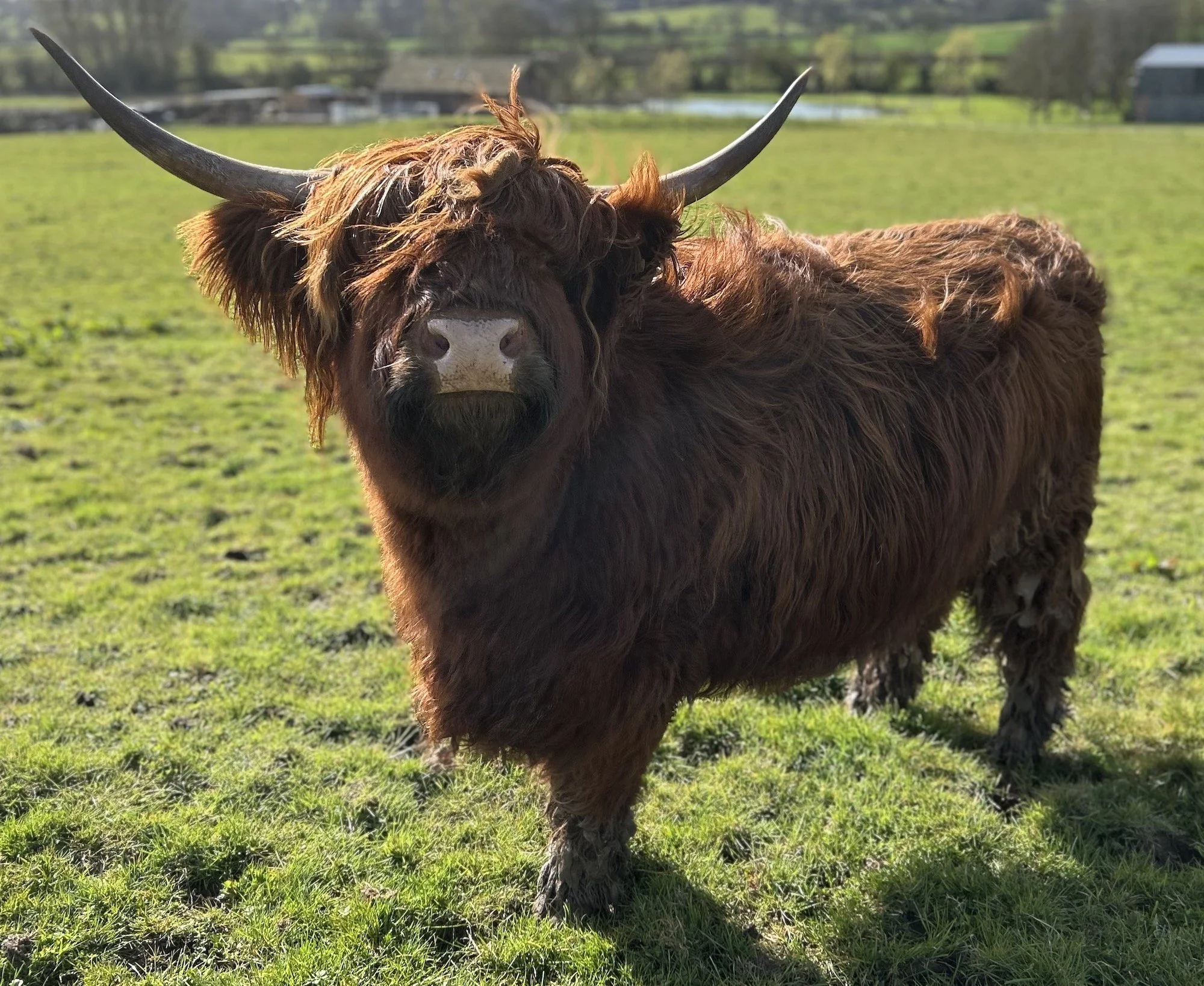 4-year old pedigree heifer for sale (Oxfordshire)
