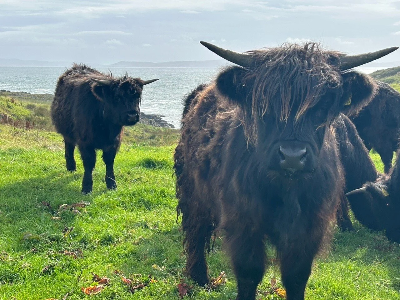 Yearling heifers for sale (Wester Ellister fold)