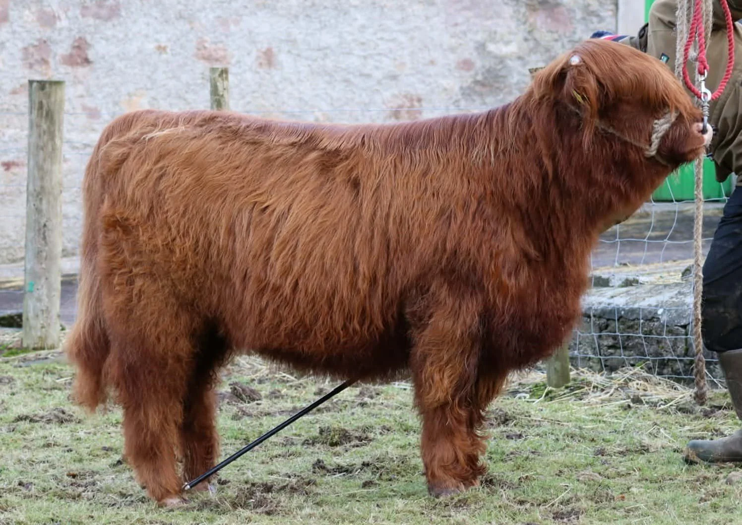 Lot 63 - Bean Ruadh 83rd of Leys