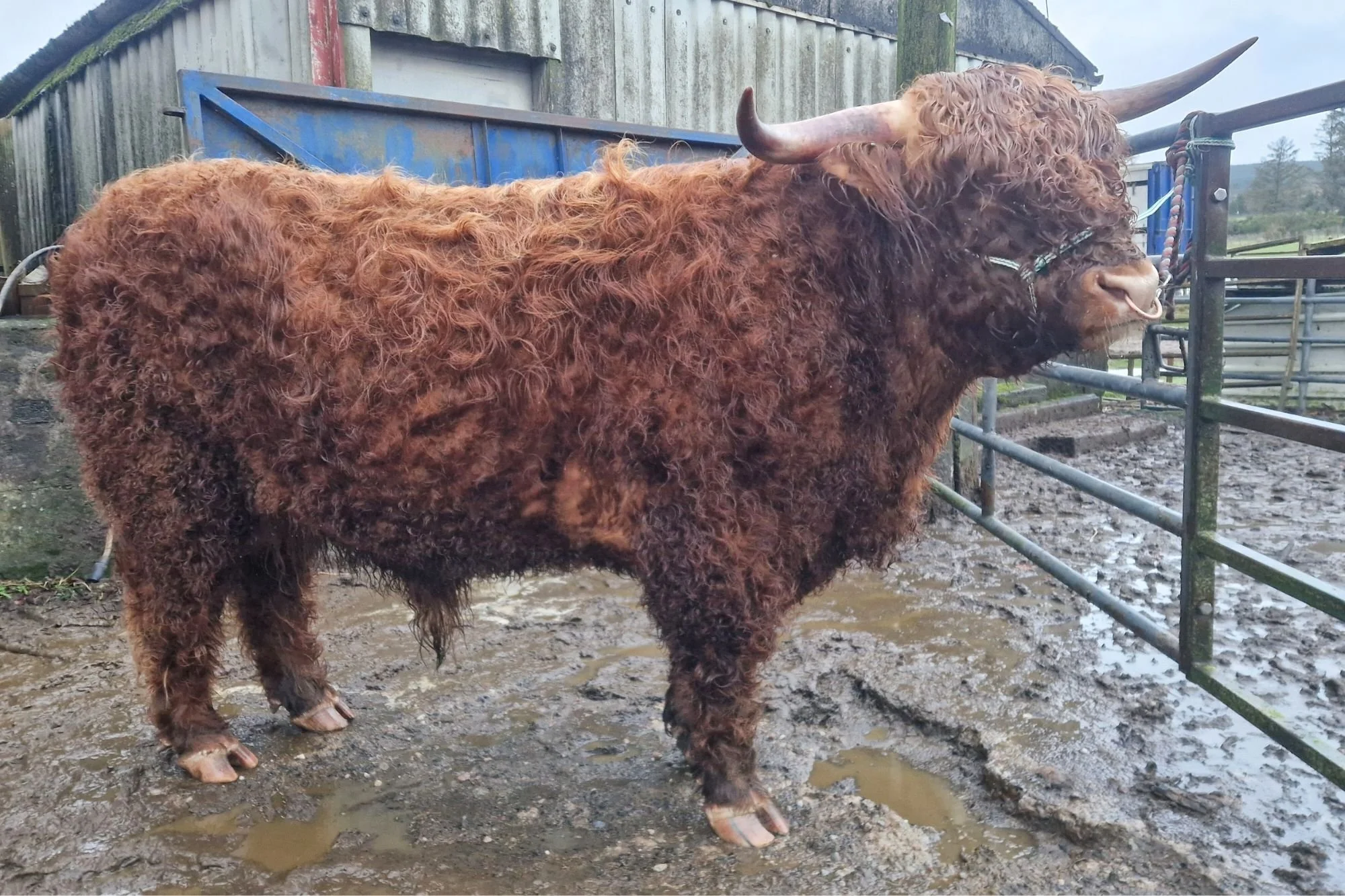 Lot 32 - Eoin Mhor of Barna