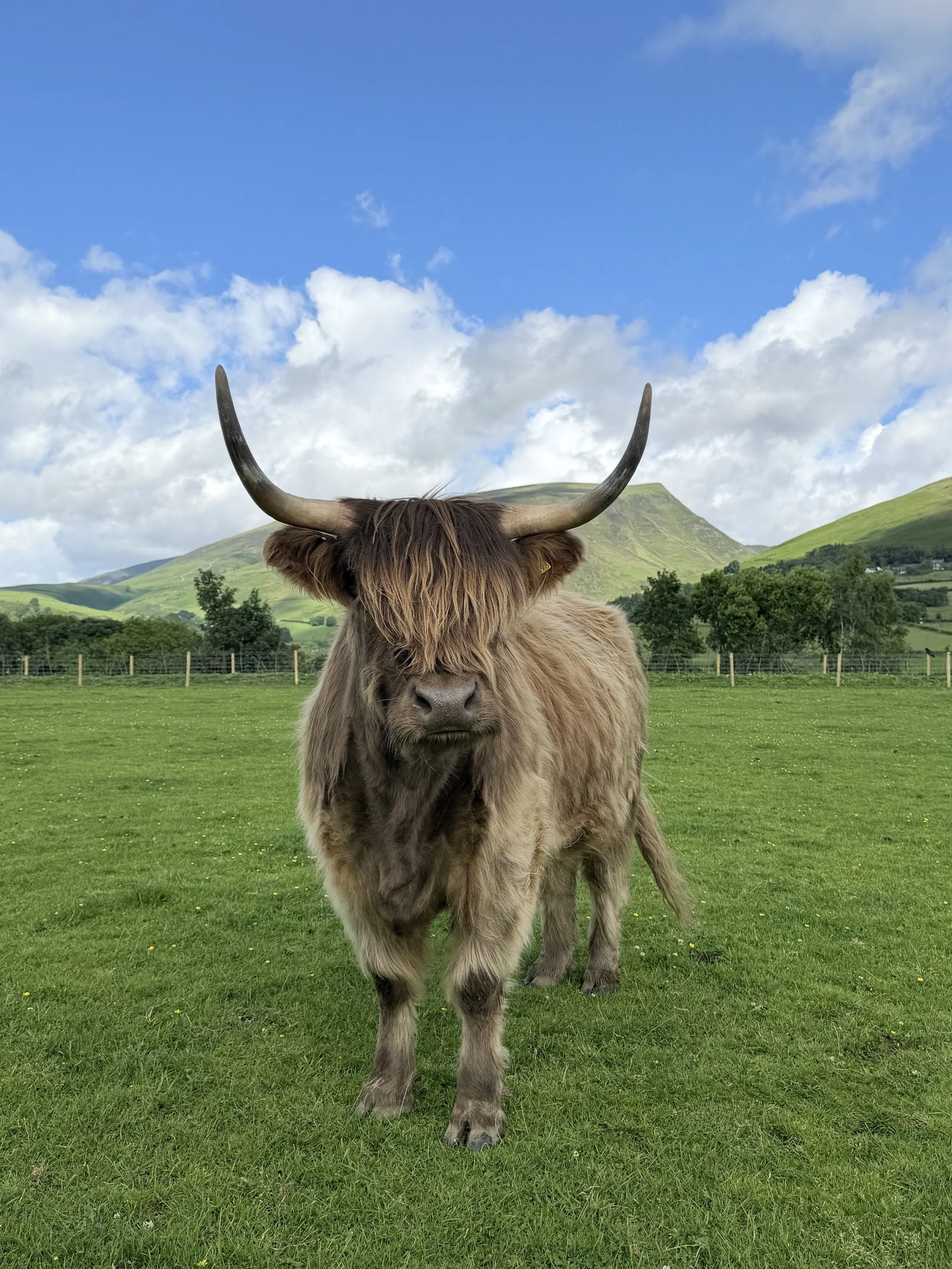 burns-fold-heifers-for-sale-6.jpeg
