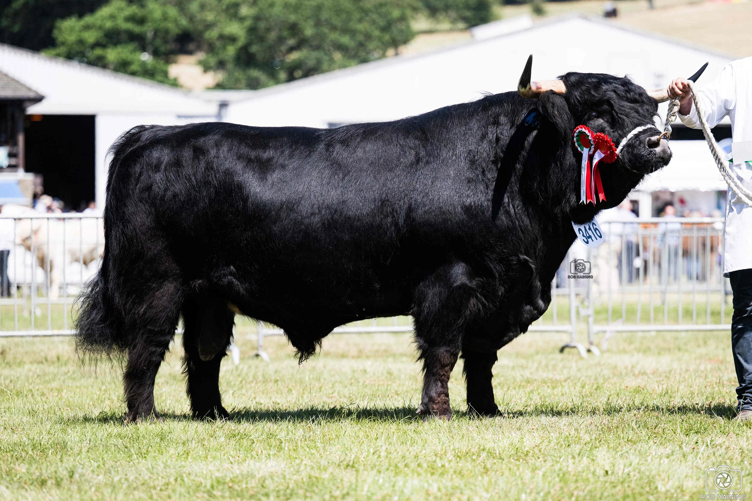 Reserve champion, Conan Dubh of Blingery in the show ring