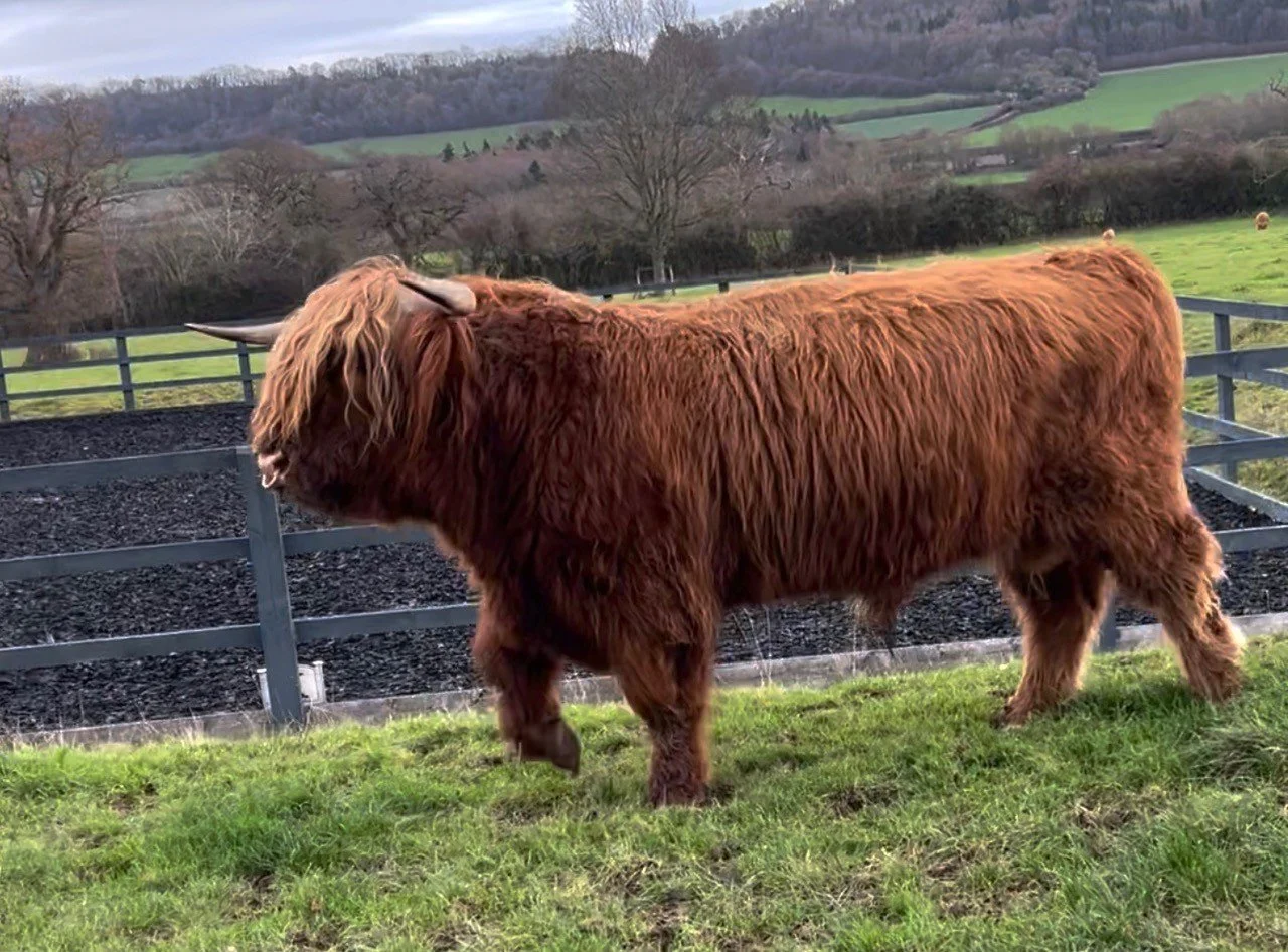 Alexander 1st of Harris 2.jpg