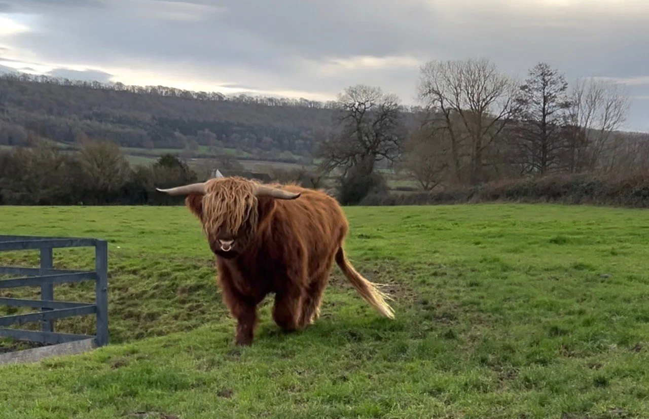 Alexander 1st of Harris.jpg