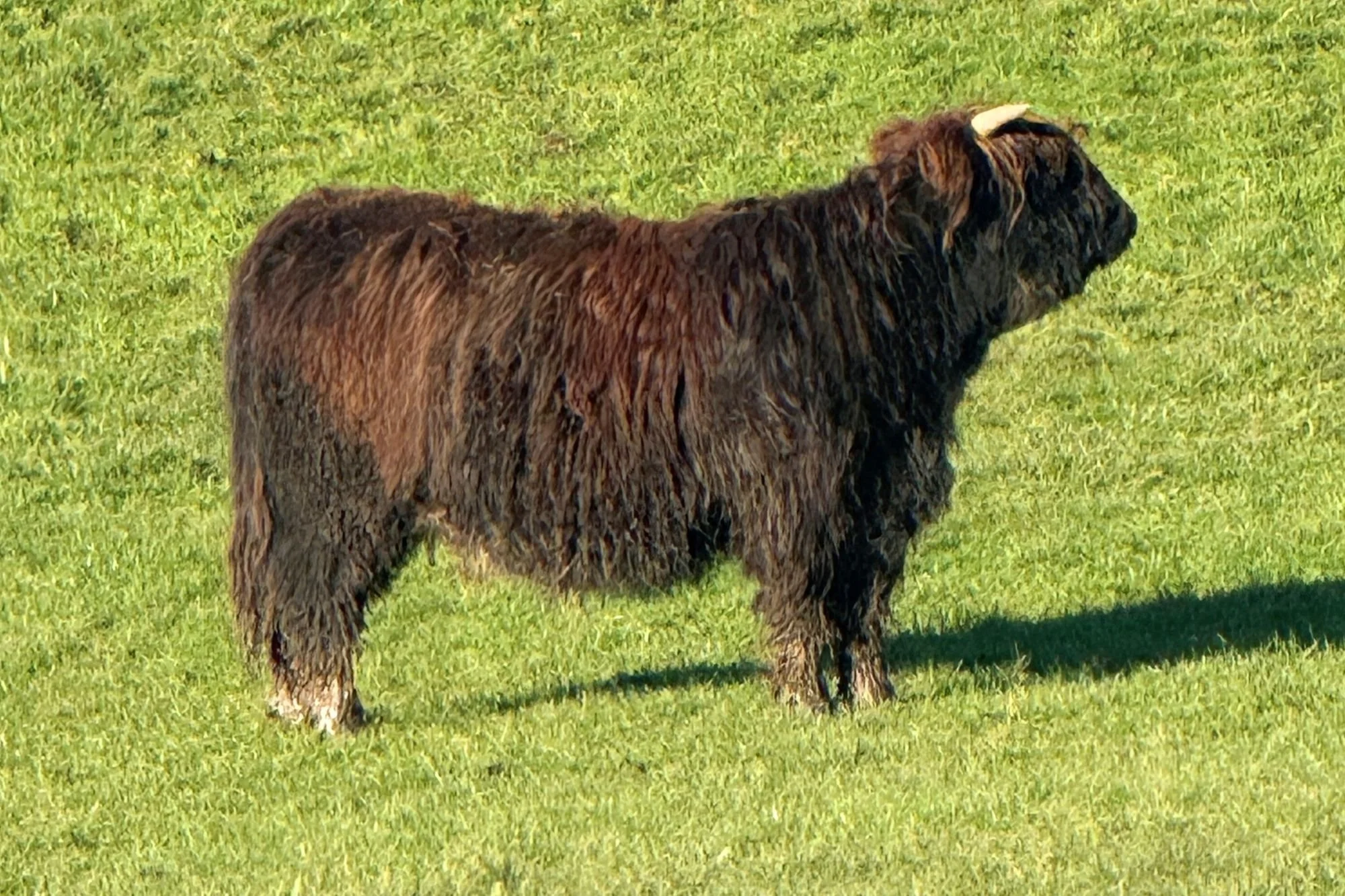 Rita Riabhach 1st of Highcross