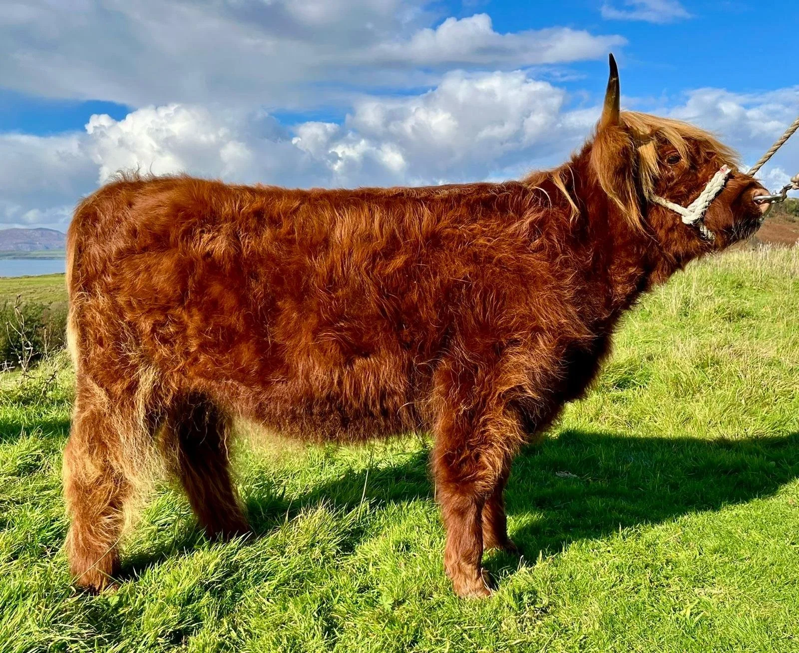 Lot 44 - Morvern of Somerled