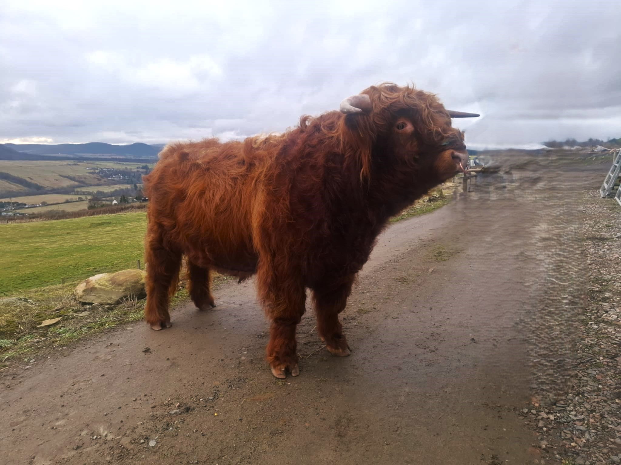 Lot 4 - Dan D. Lion of Allanfearn