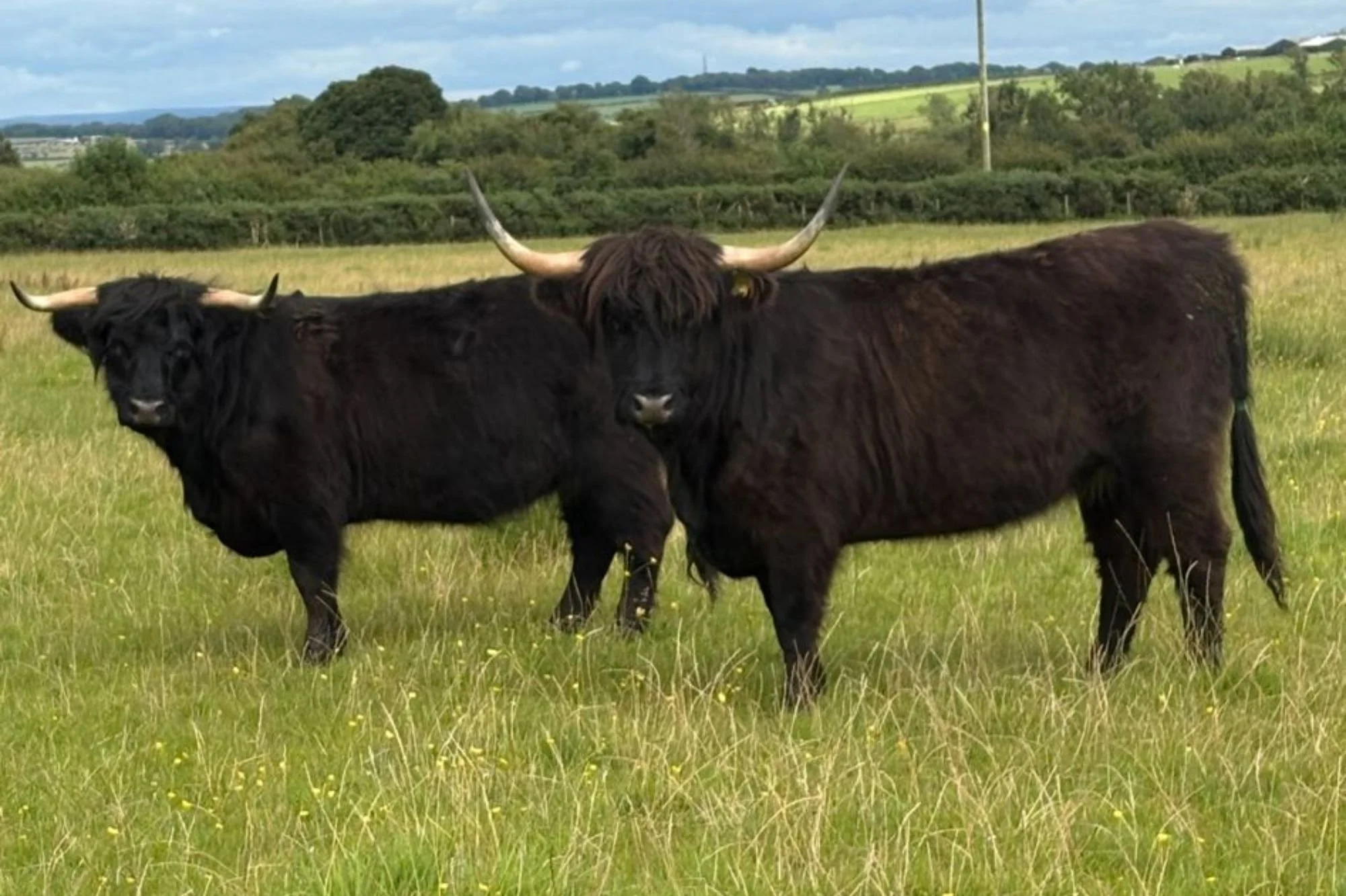 longfall-fold-heifers-for-sale.jpg