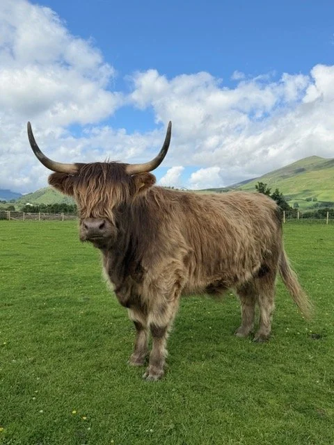 burns-fold-heifers-for-sale-5.jpeg