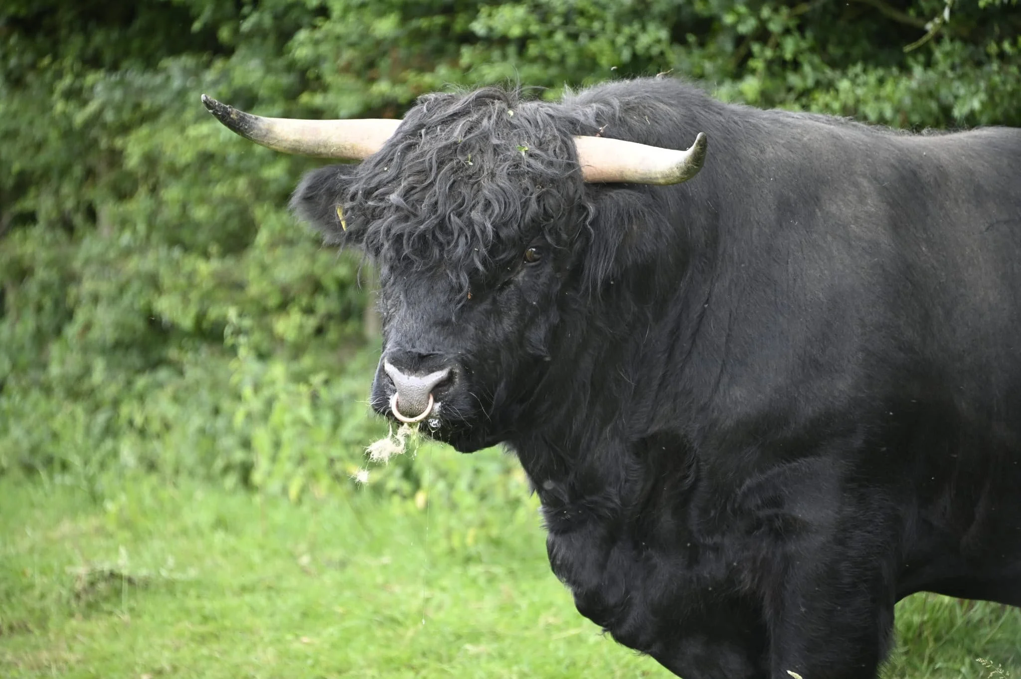 Louis Dubh of Chadwich