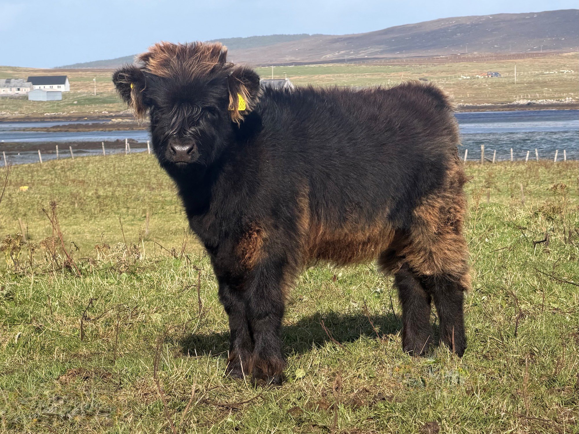 Lot 65 - Frangag Furachail of Ardbhan