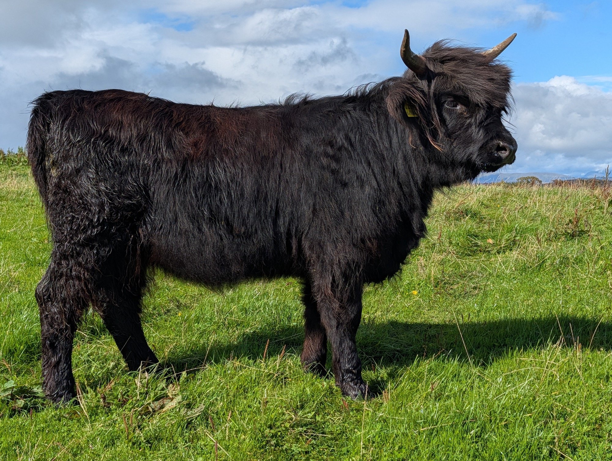 Princess 44th of Killochries Fold
