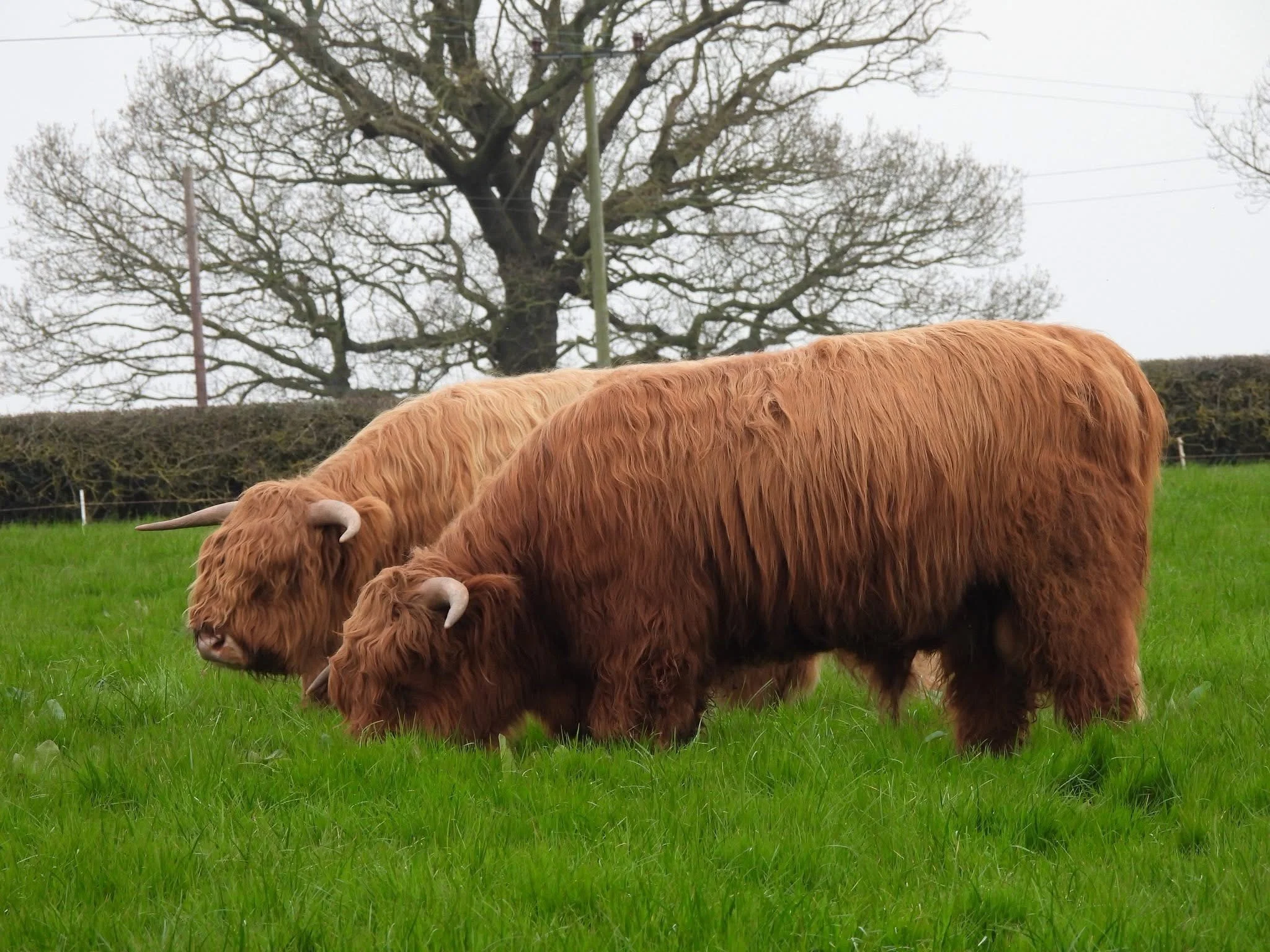 Two 2-year old bulls for sale