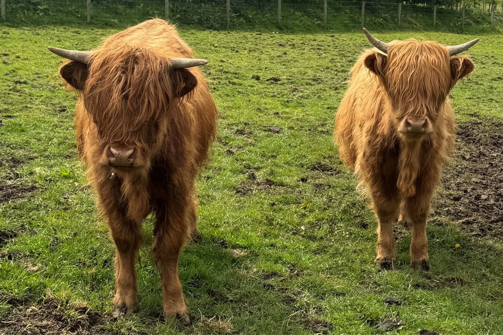 Six red Highland females for sale (Burns fold)