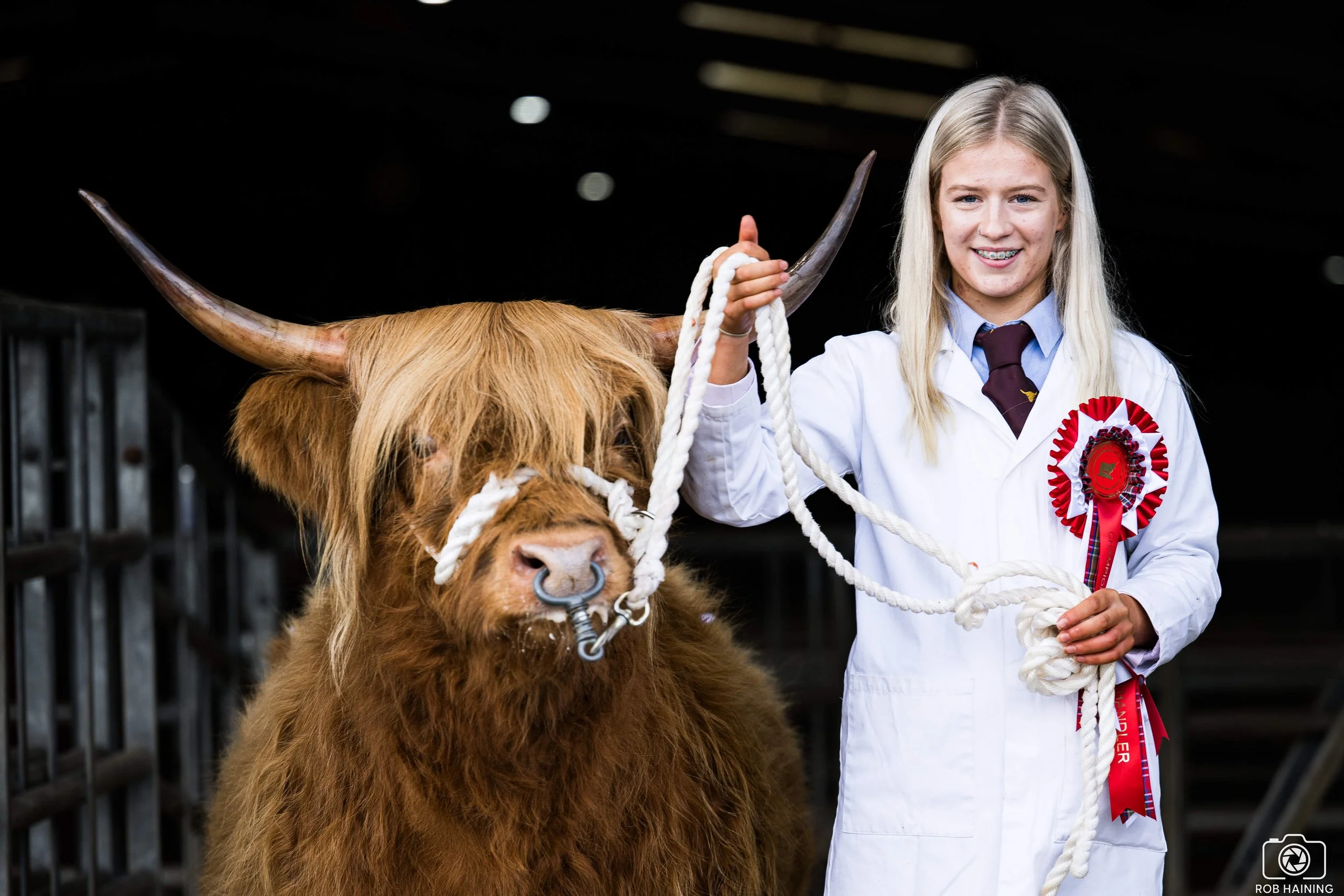Young handler, Eva Armstrong with her highland cattle