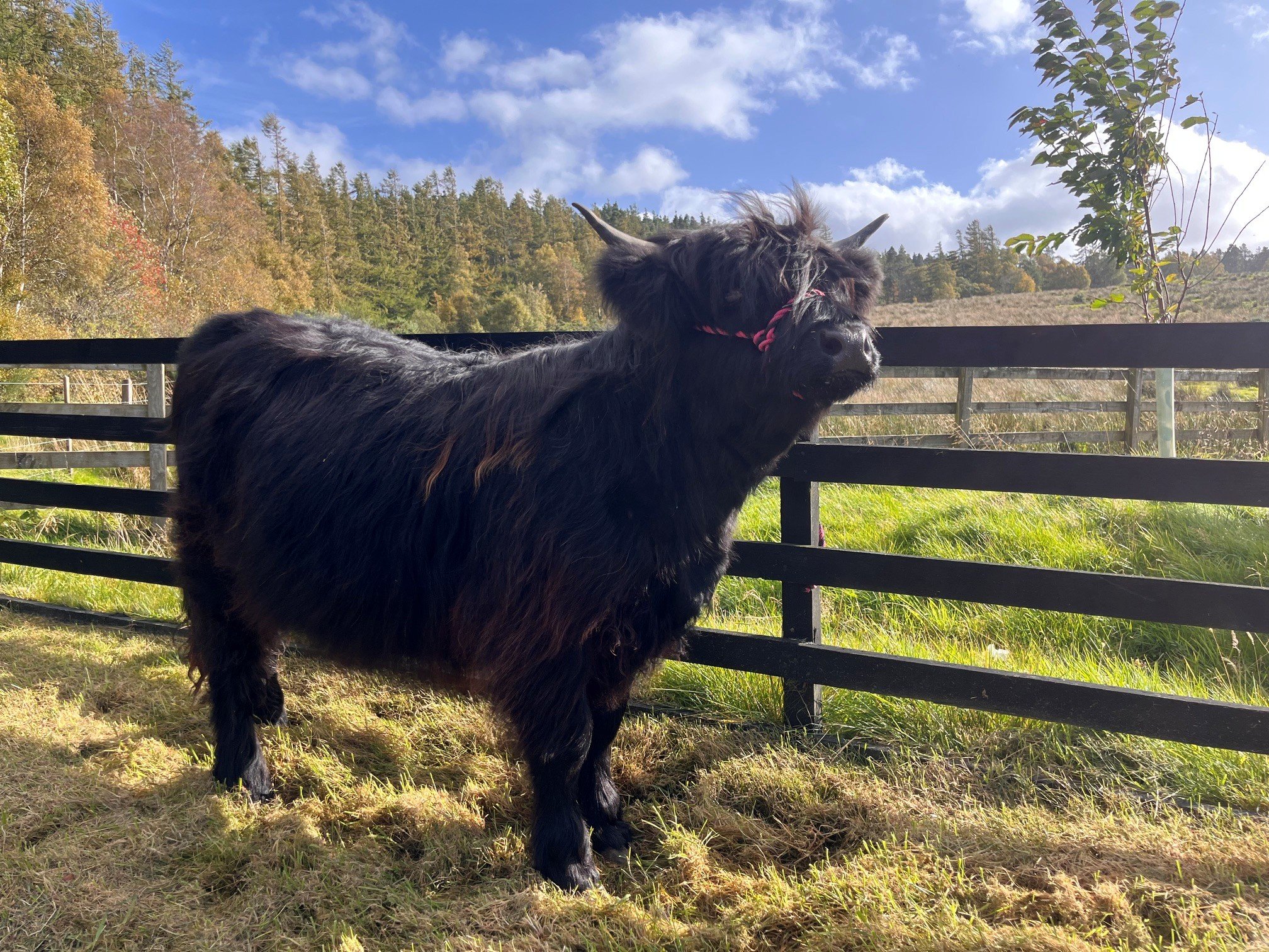 Annag Dubh of Cragganvallie