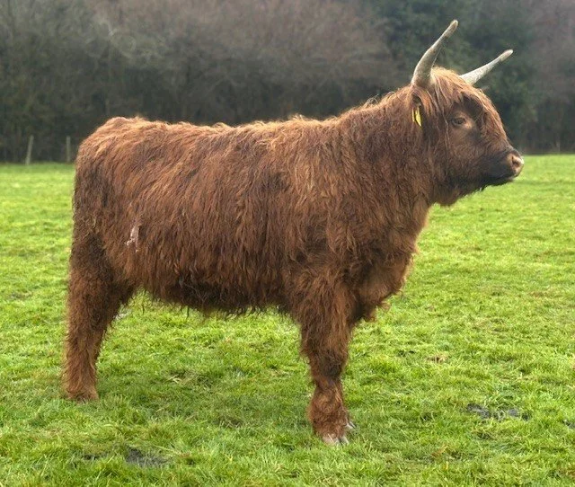 Chadwich Female 1.jpg