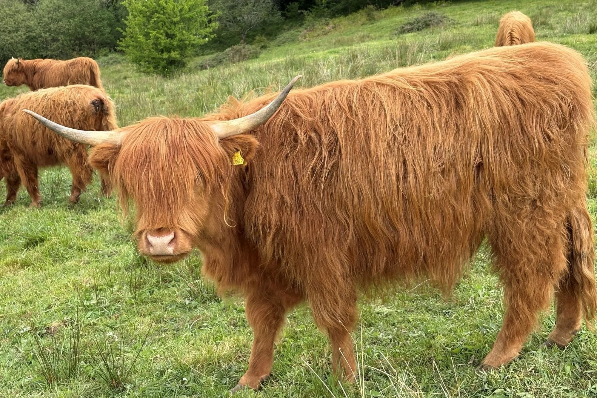 Heifers and steers for sale (Ryewater fold)