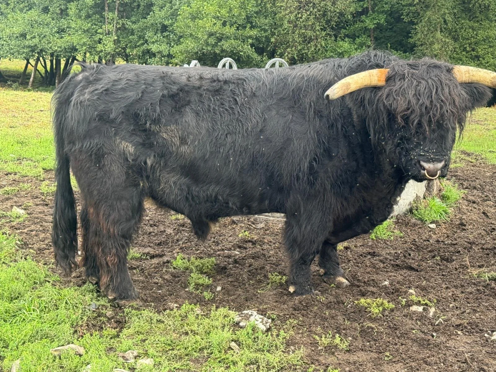 Magnus Dubh 2nd of Leys 2.JPEG