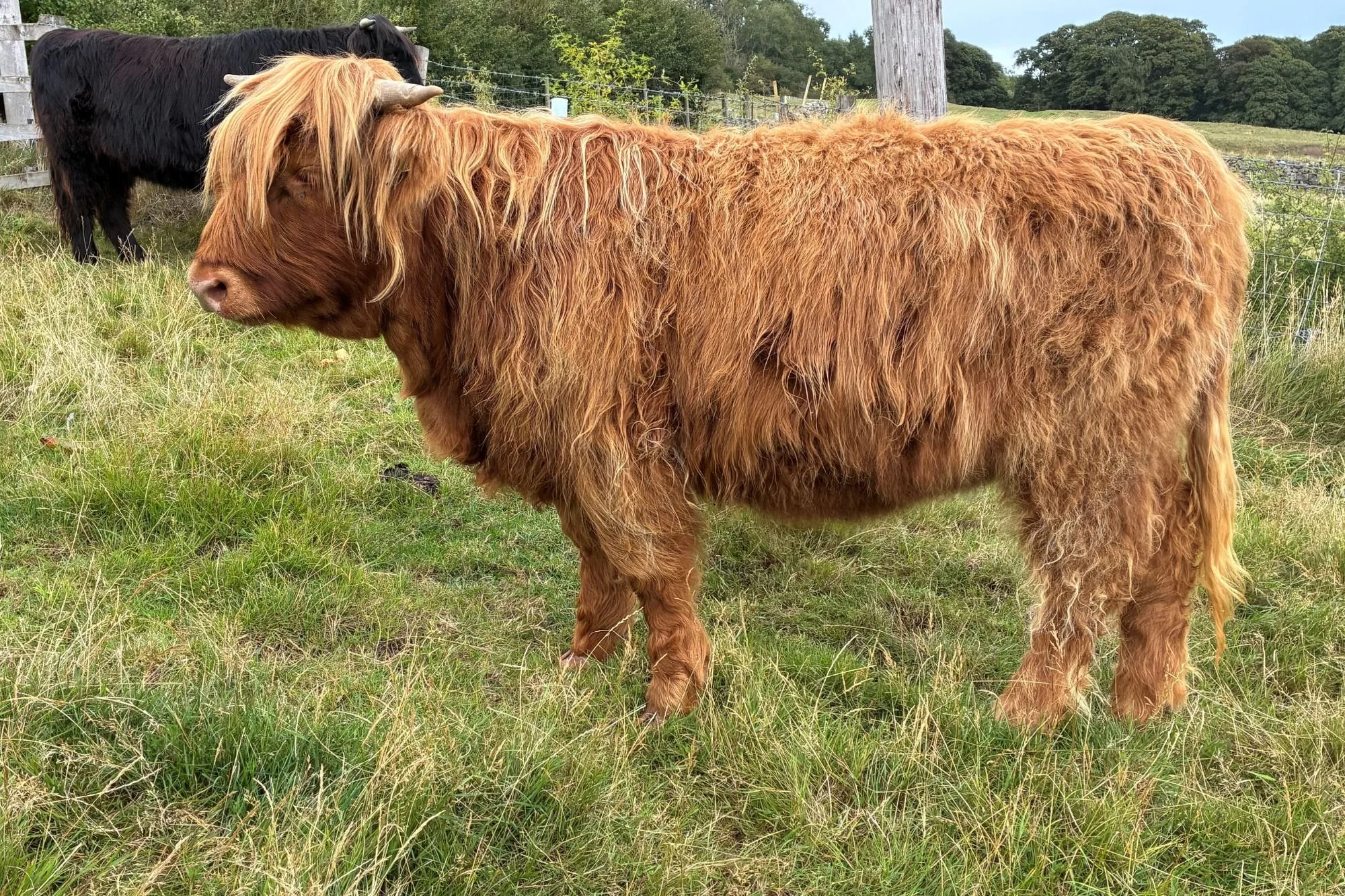 Yearling heifers for sale (North Yorkshire)