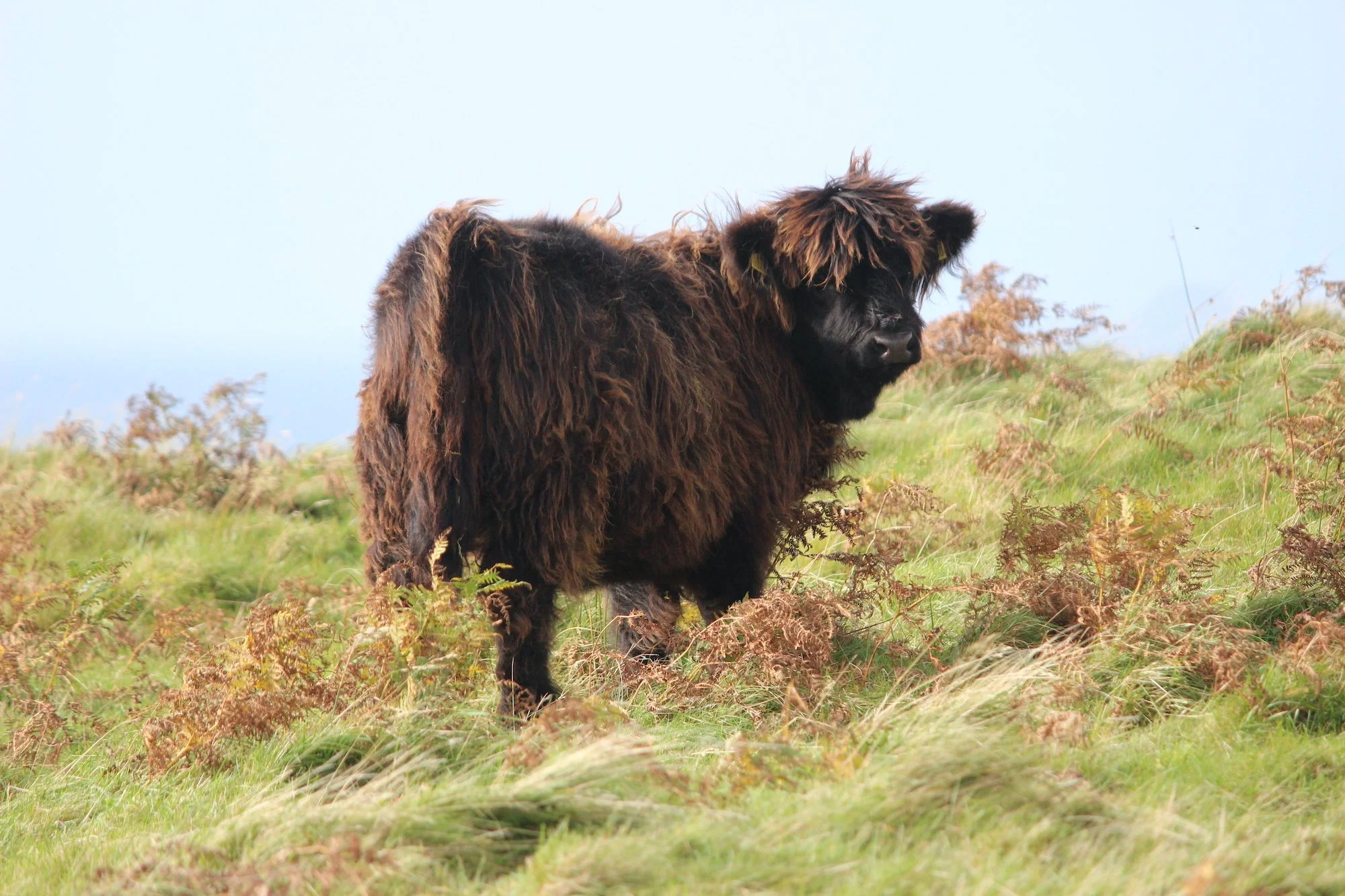 Lot 61 - Diana Dubh 6th of Cnoc Na Sith