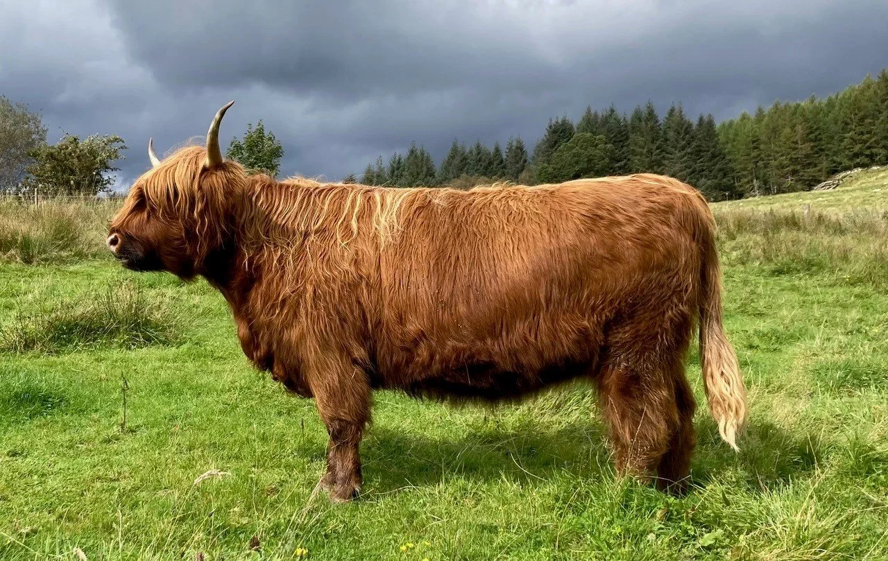 Lot 12 - Phiobaidh of Achnagoul