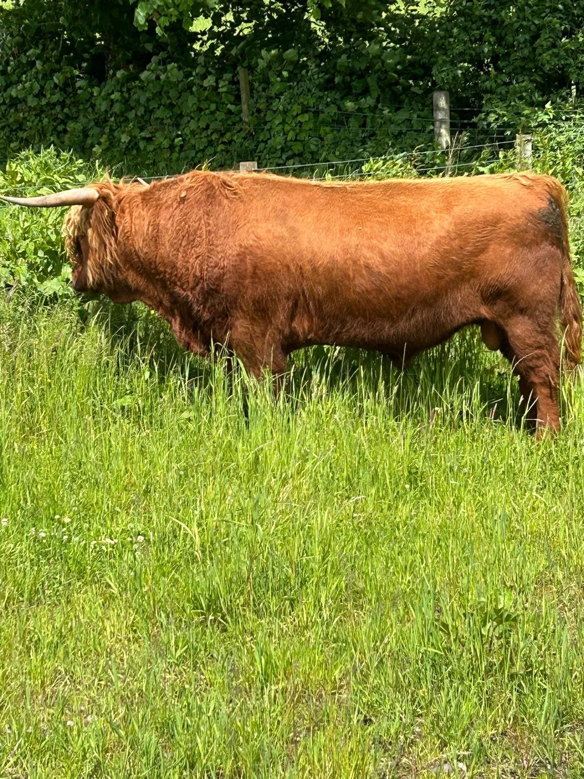 Cennard of Craigowmill.jpeg