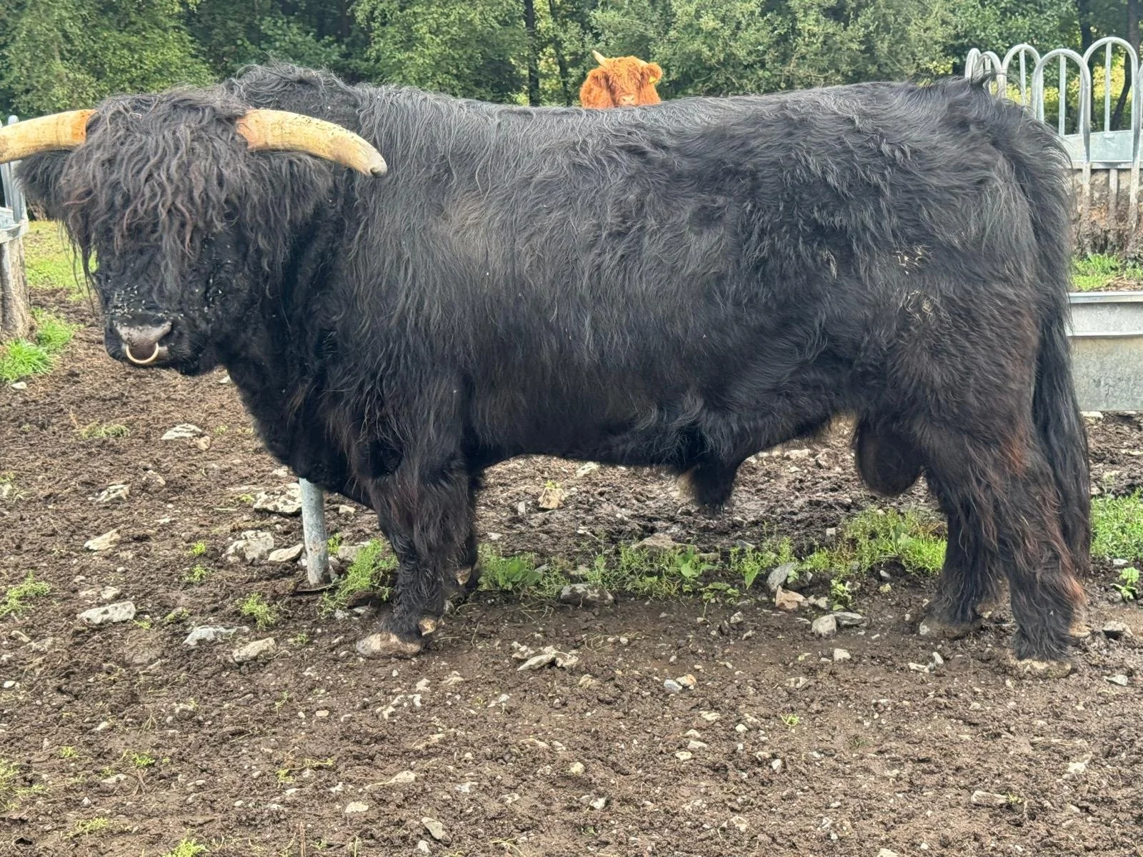 Magnus Dubh 2nd of Leys 3.JPEG