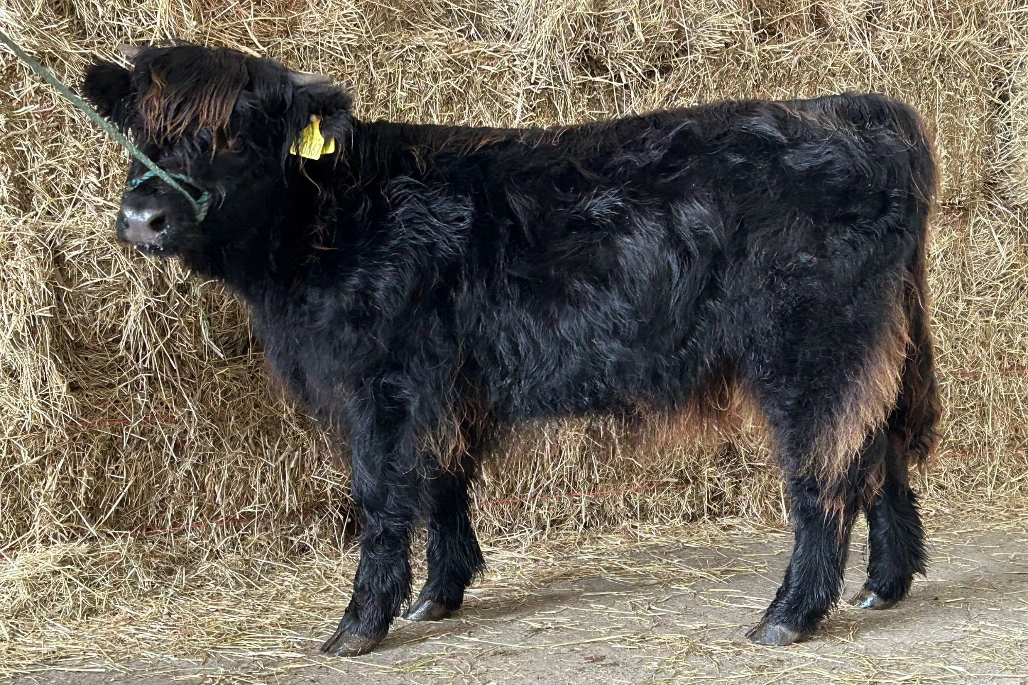 Lot 83 - Robina Sonasag 3rd of Cailaich