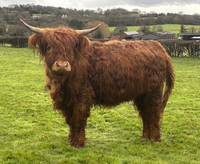 Heifers for sale (Worcestershire)