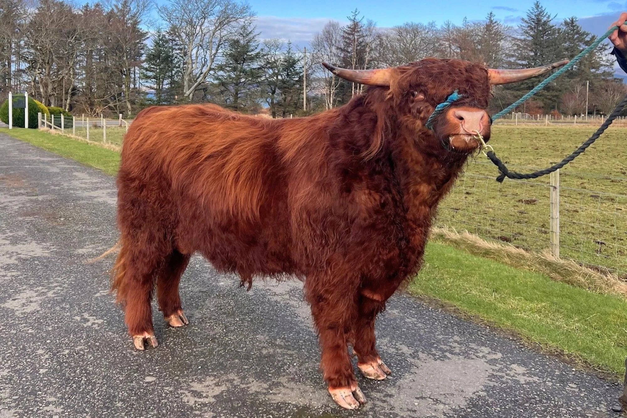 Lot 12 - Tearlach Ruadh of Pennygown Farm