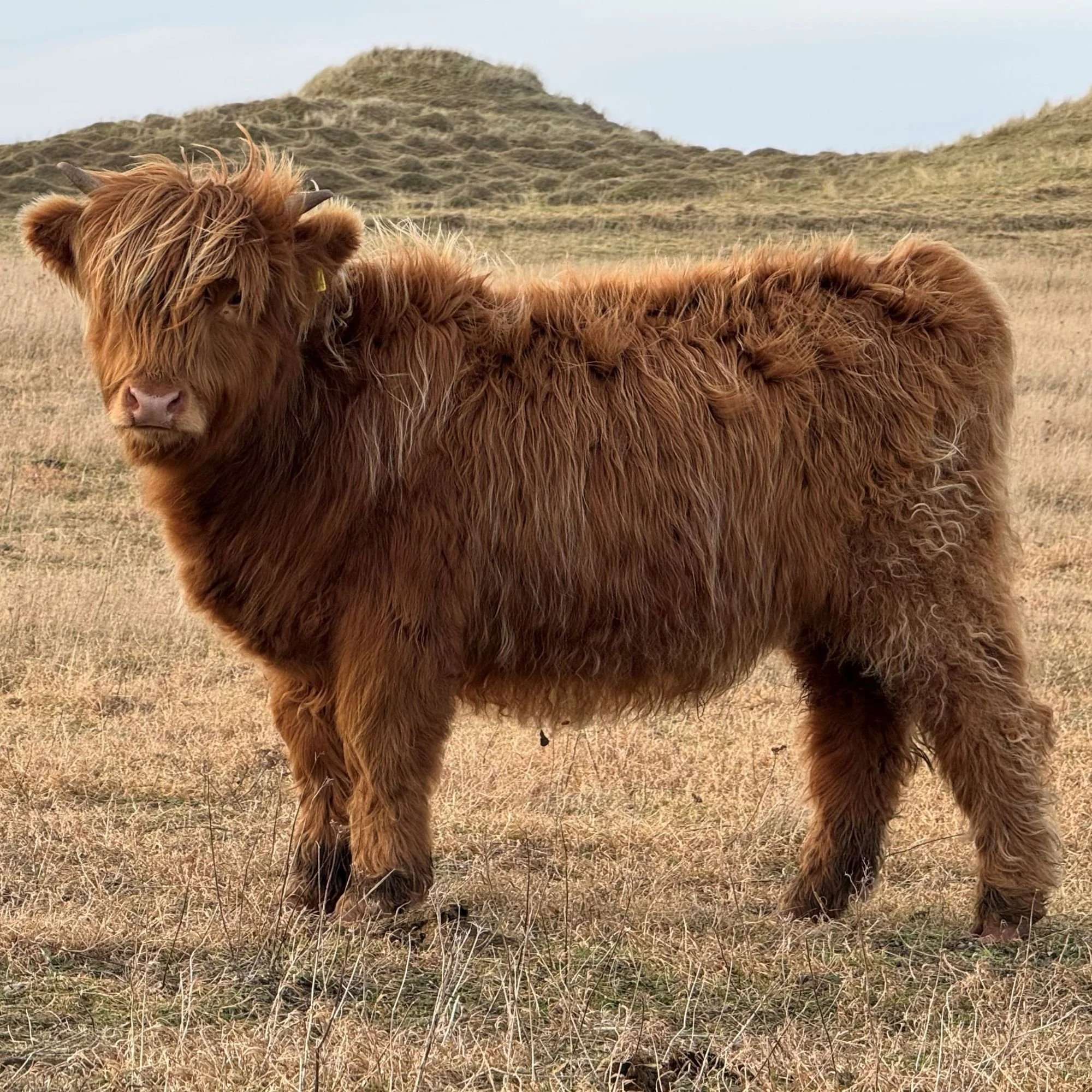 Muran Mosscastle Ruadh of Ardbhan