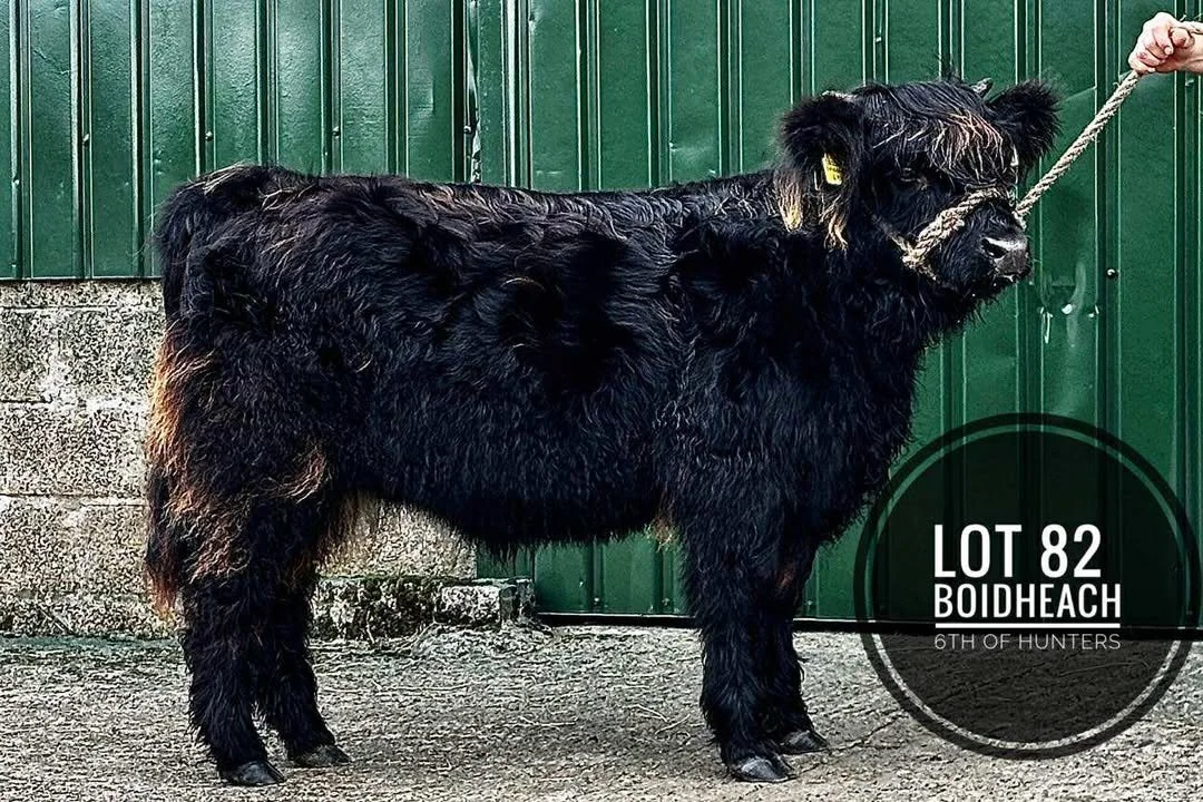Lot 82 - Boidheach 6th of Hunters