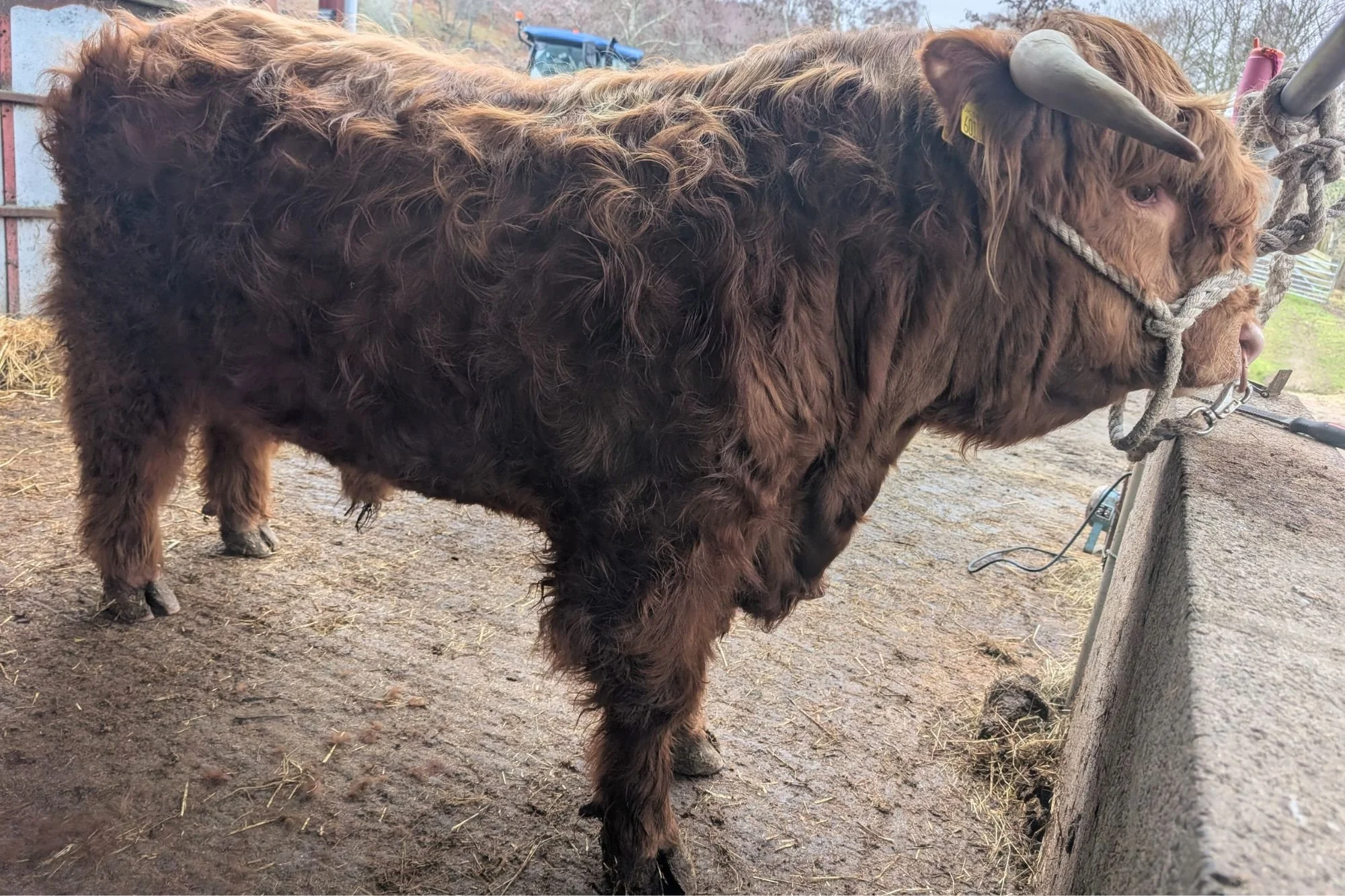 Lot 14 - Ruaridh of Beinn Ard