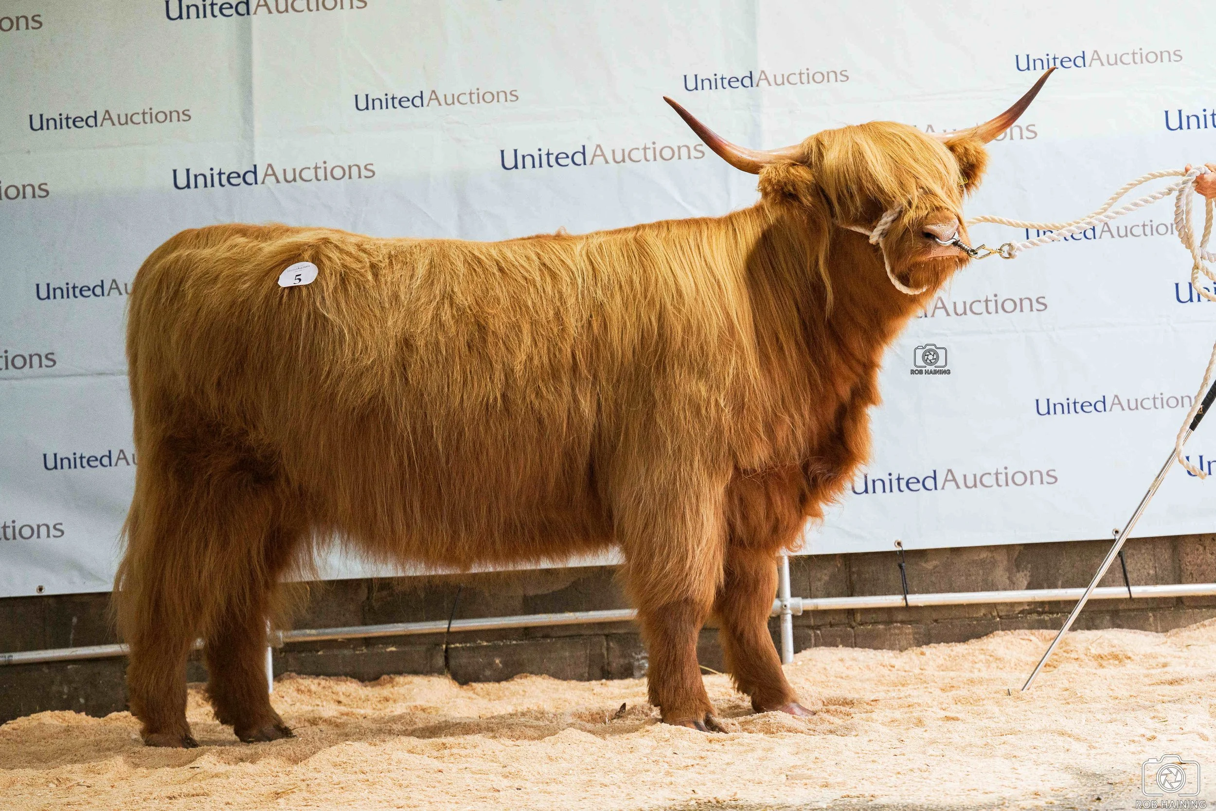 Top price female, Alice 4th of Eilean Mor