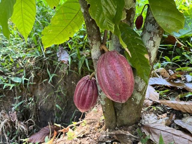 Red Cacao.jpg
