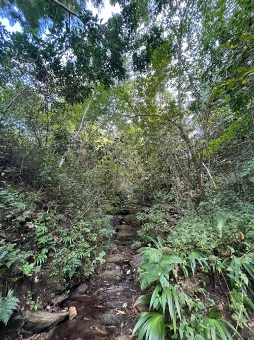 Jungle.jpg