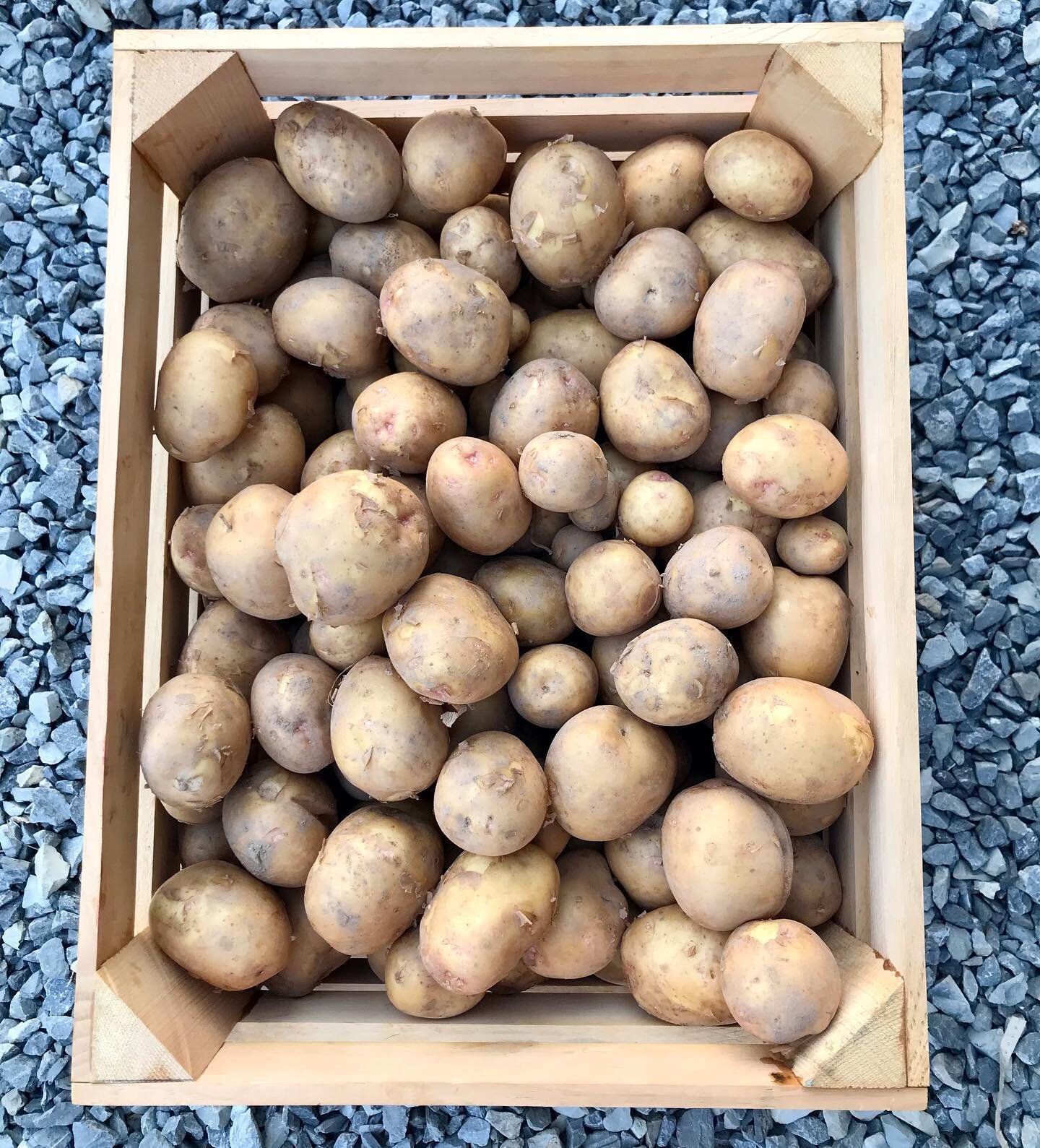 Thankful for these solid gold new taters during a stretch of intense heat and limited supply of our best sellers (ahem 🥗 ahem.) These buttery beauts will be with us at @trexlertownfarmersmarket this Saturday. We also have delicious 🥒 and tender 🥦 