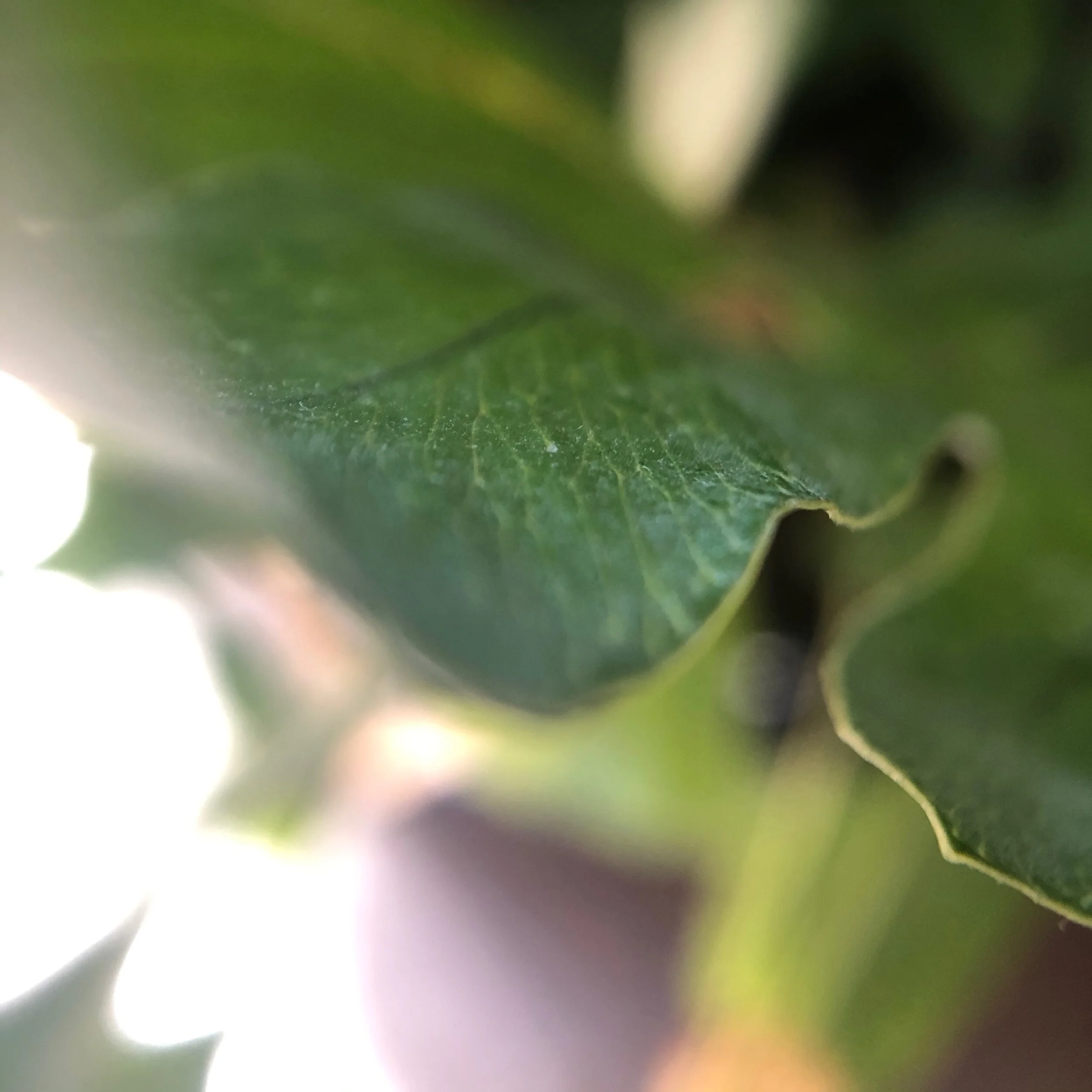 The Moth Project