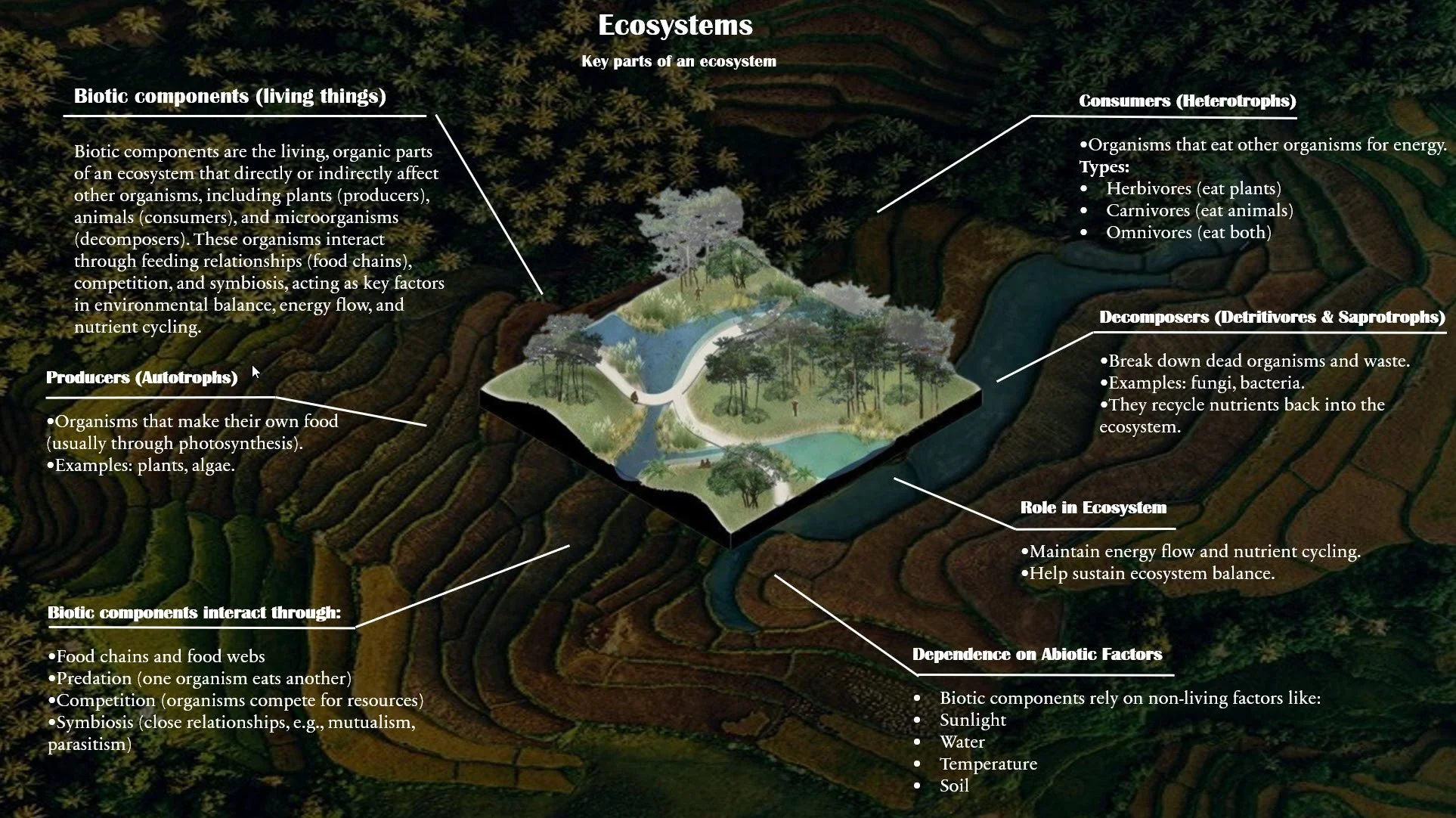 TAYANA 2.jpg