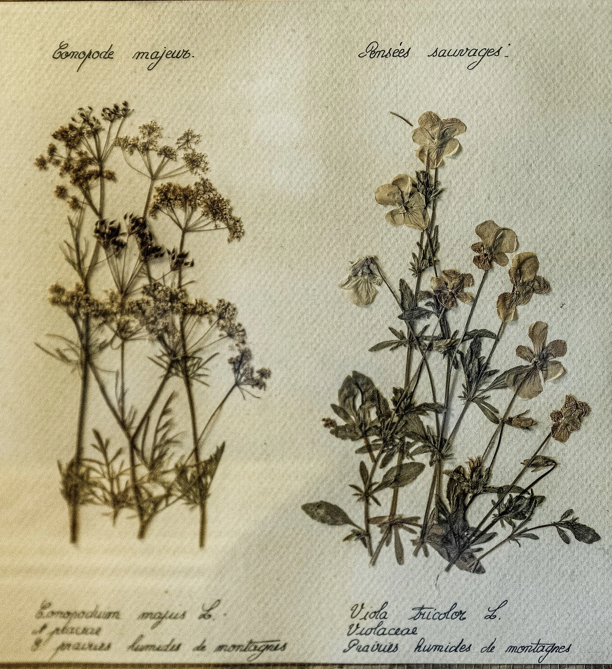 herbier gros plan_01.JPG