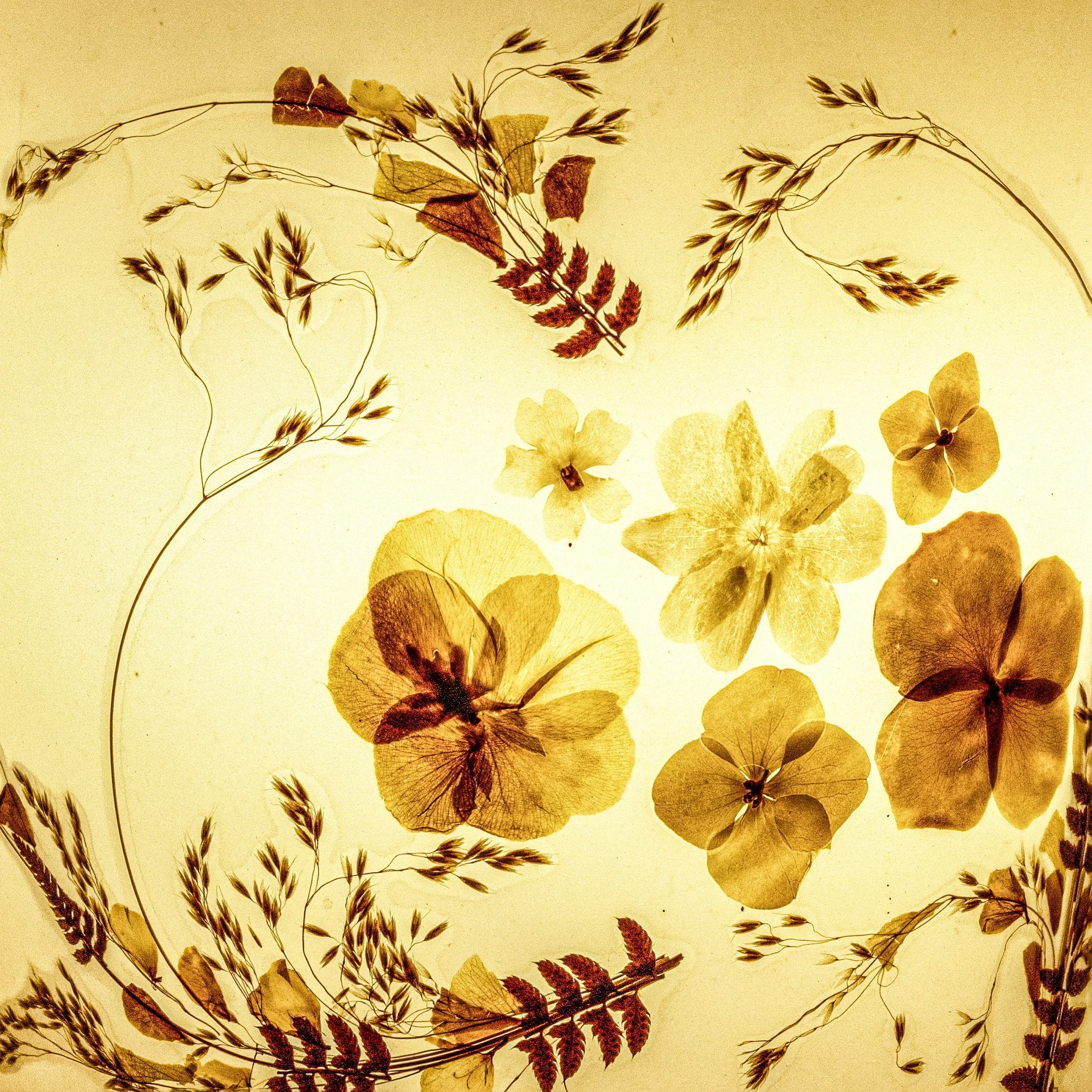 lampe herbier abat jour_01.JPG