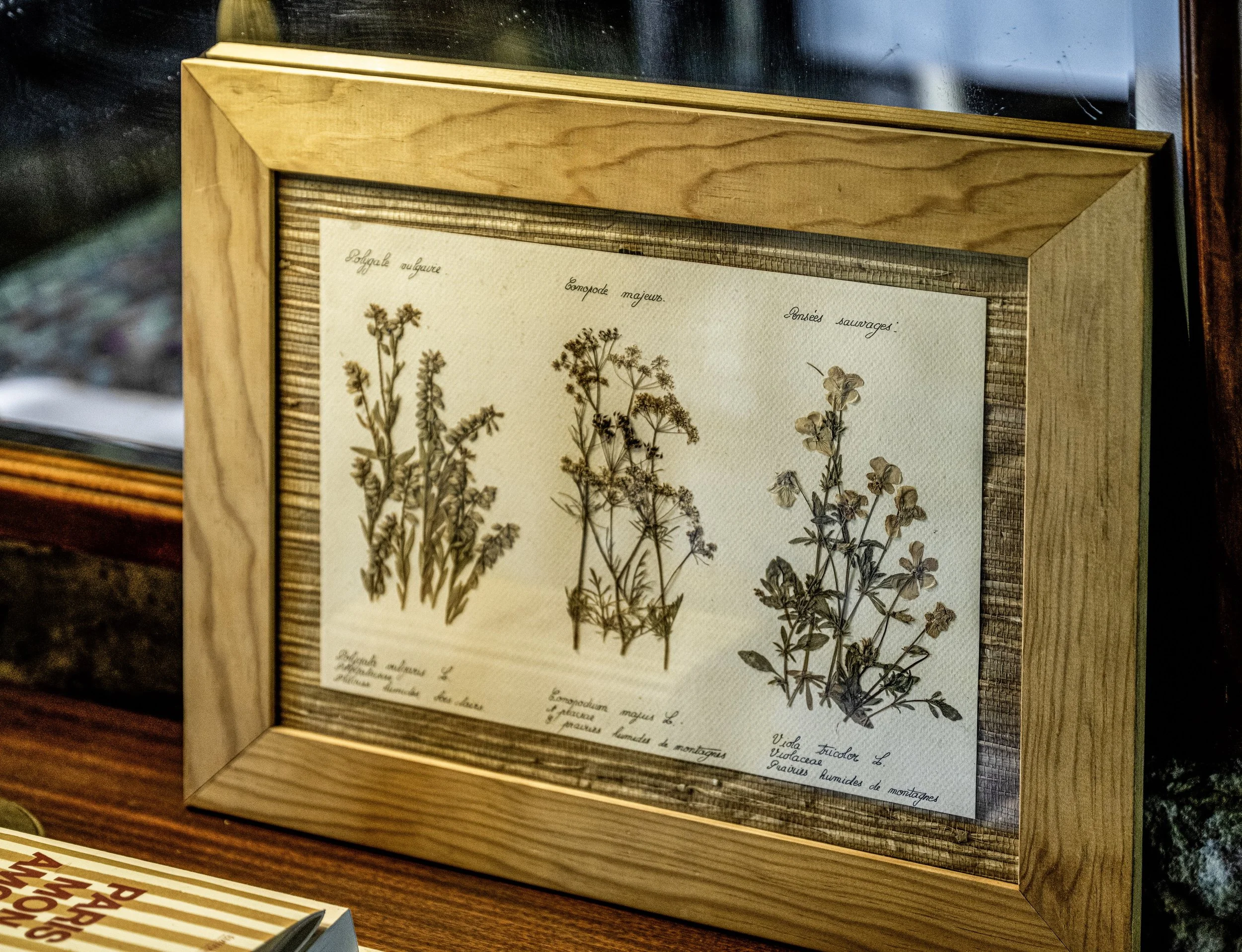 herbier cadré_01.JPG