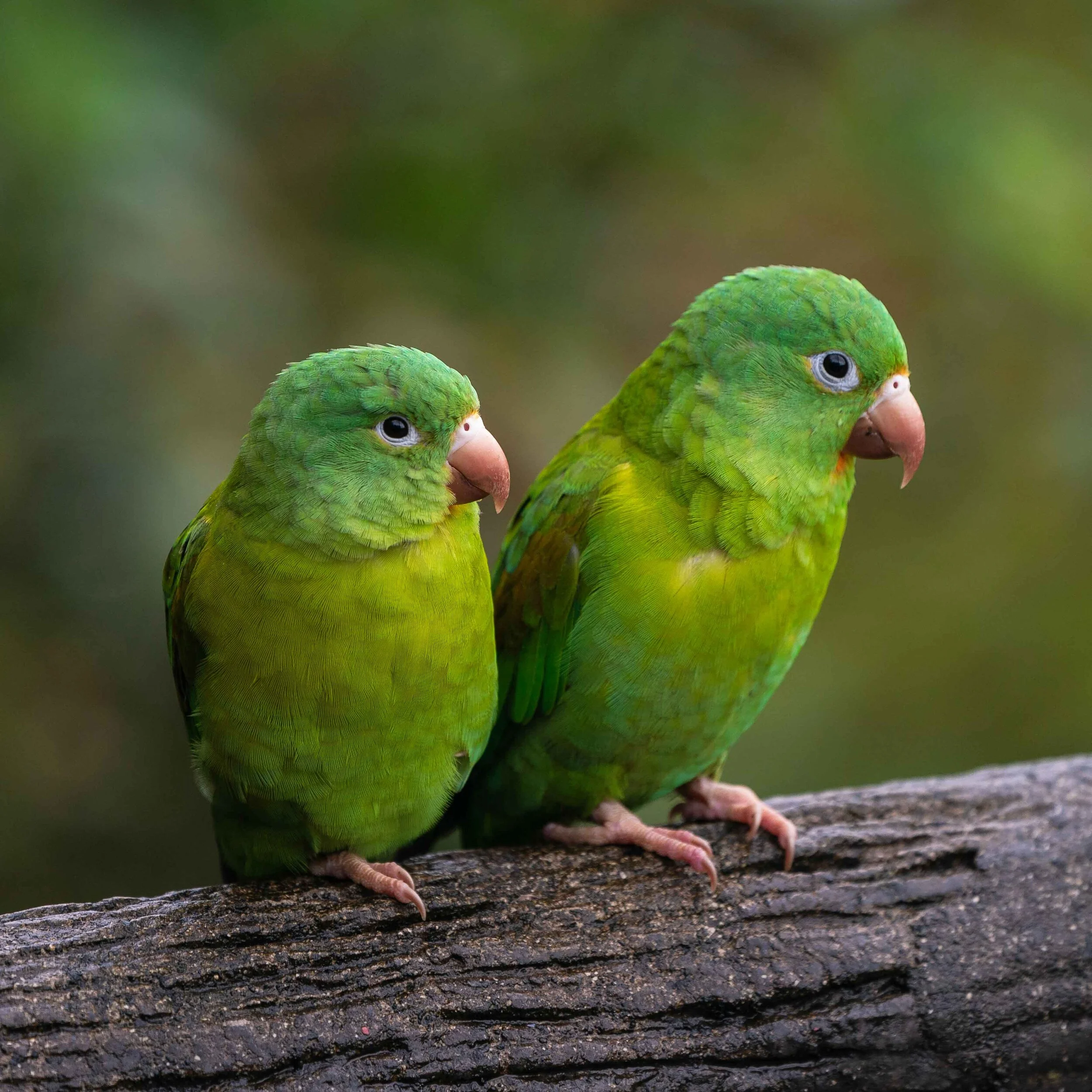 Parrots.jpg