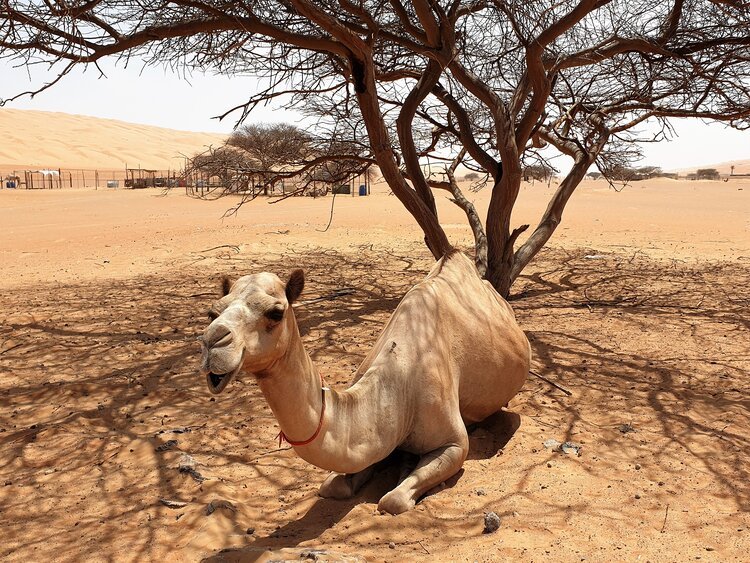 Al Maamari Tours, guide touristique d'Oman, découverte d'Oman en chameau.jpg