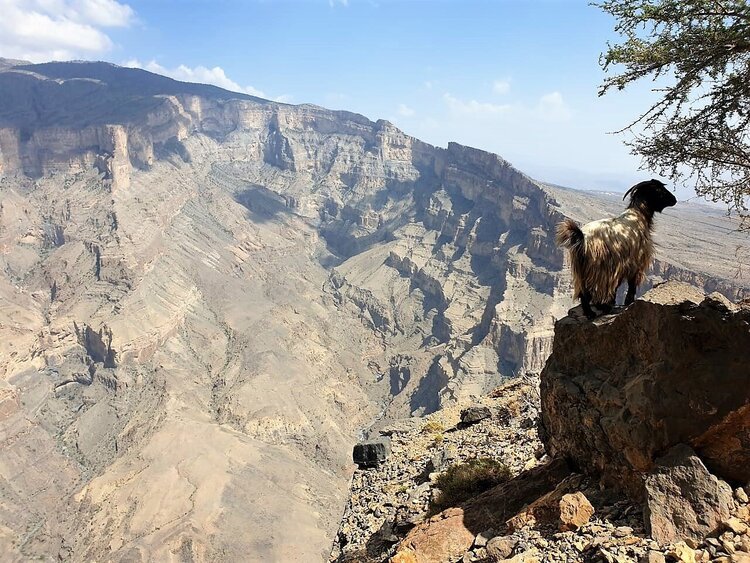 Al Maamari Tours, Reiseleiter Oman, Jabal Shams Ziege Discover Oman.jpg